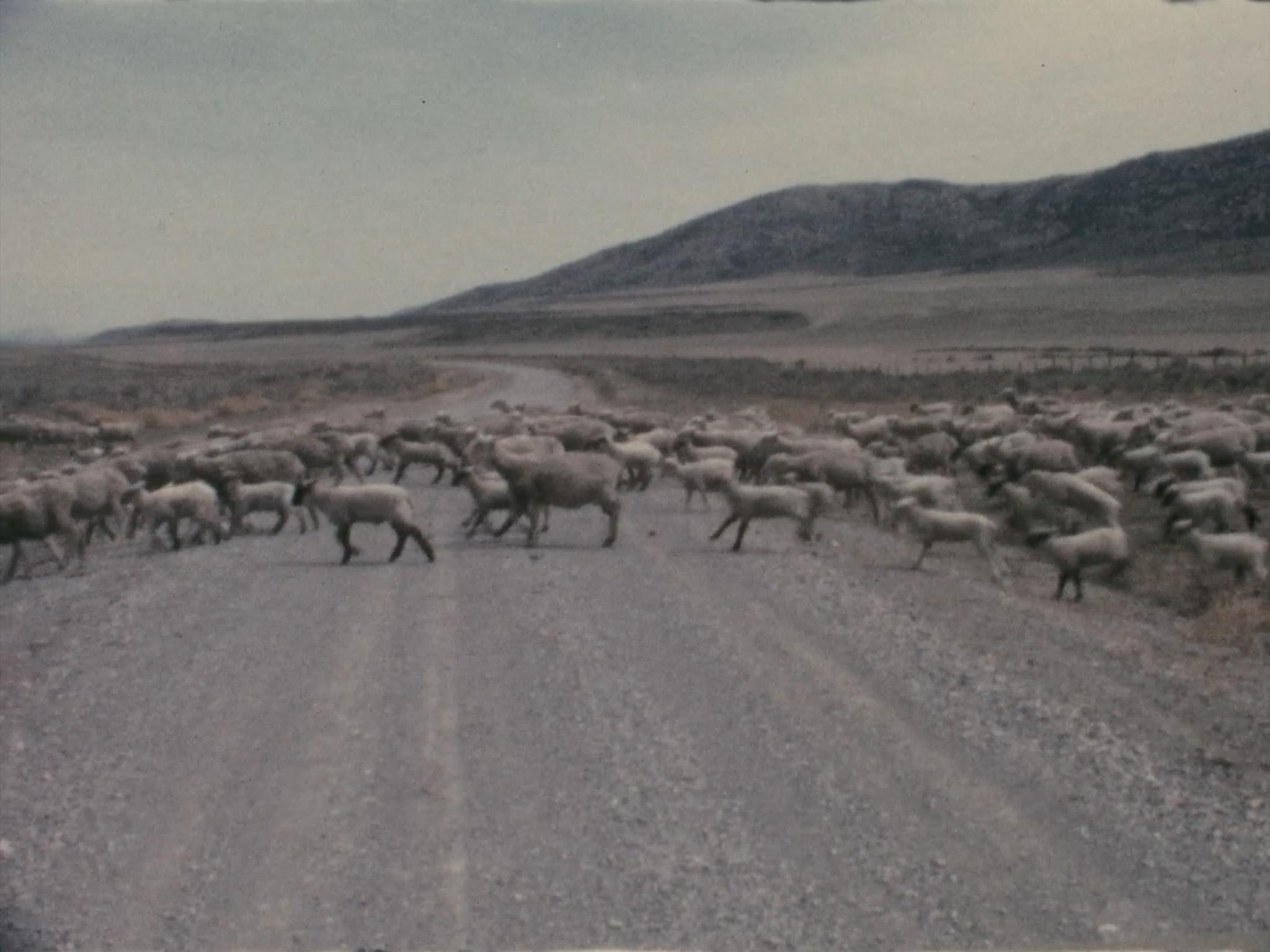 a large flock of sheep crossing a dirt road