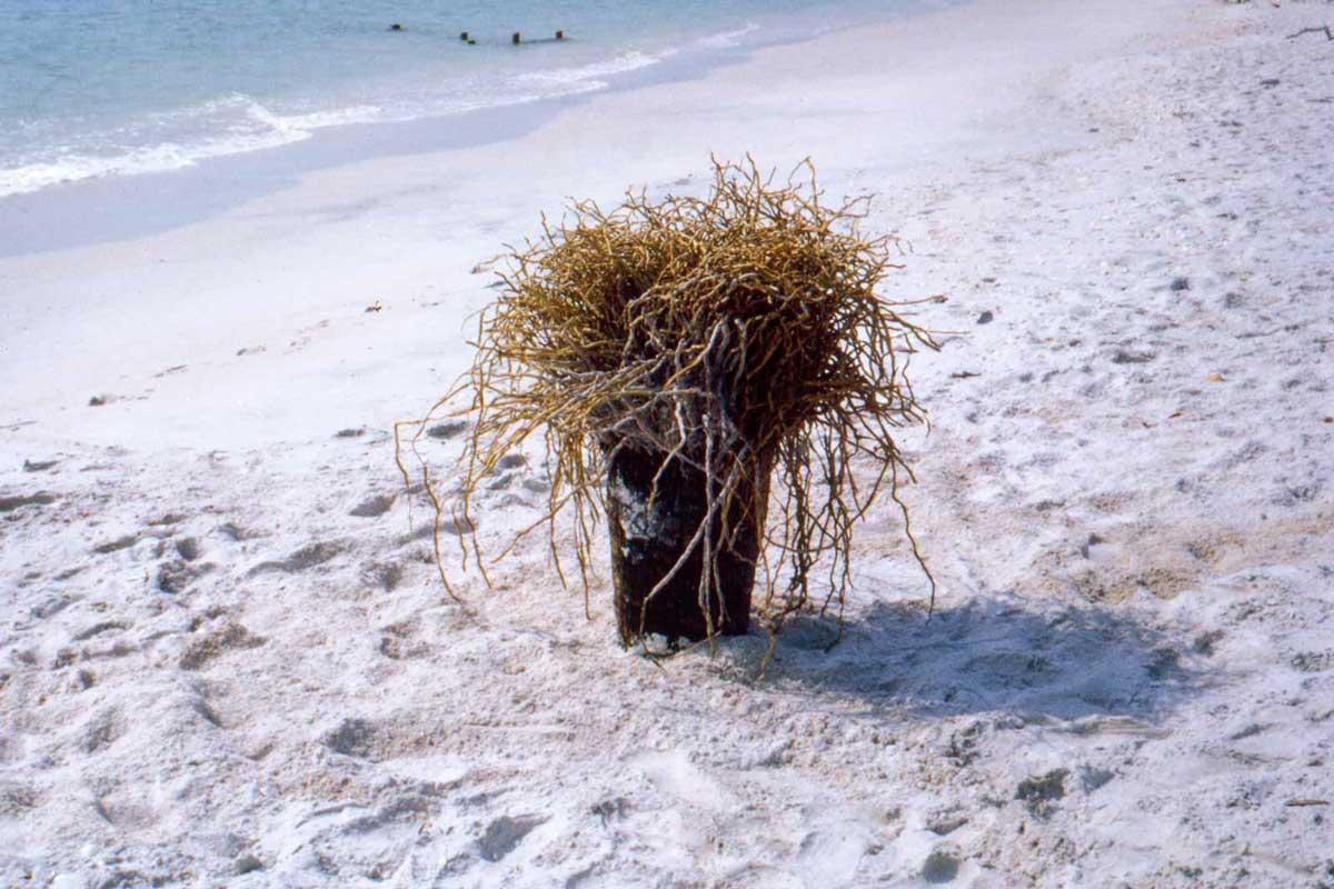 a tree sticking out of the sand upside down on a beach