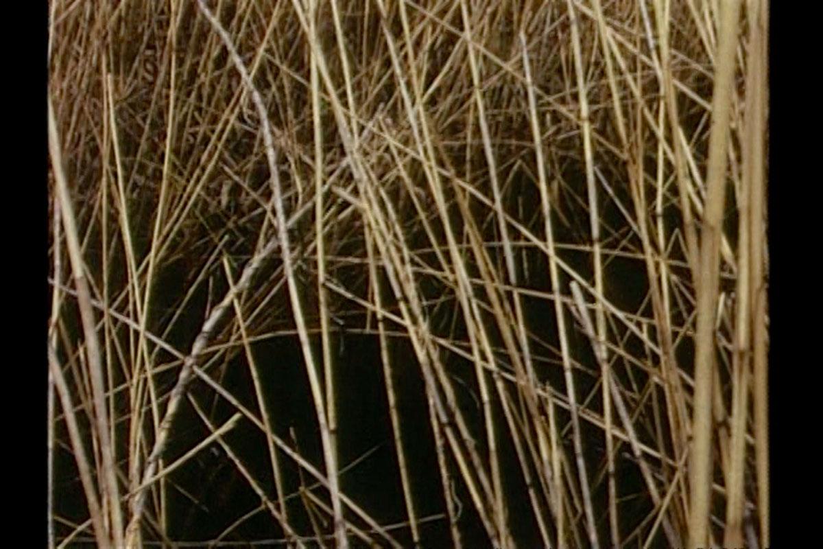 Chaotic image of many criss-crossing reeds with a dark background