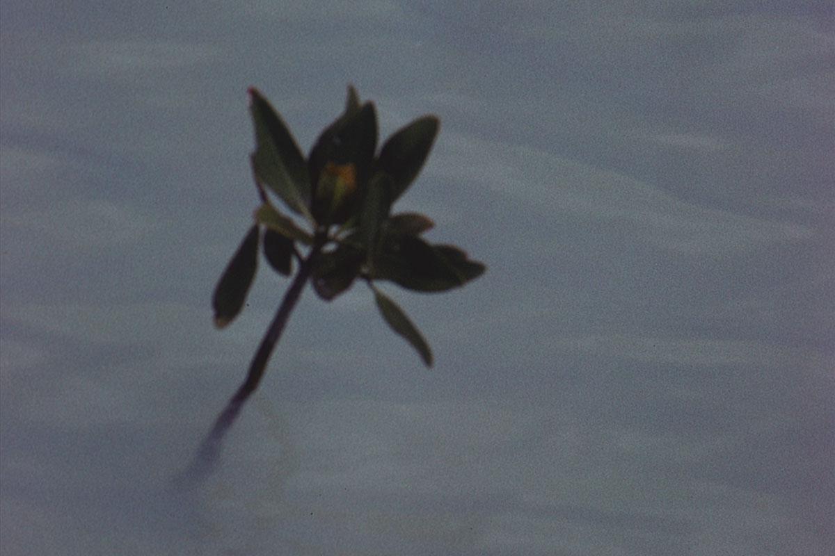 close up shot of a mangrove plant with dark leaves and a stem extending down into the blue ocean water