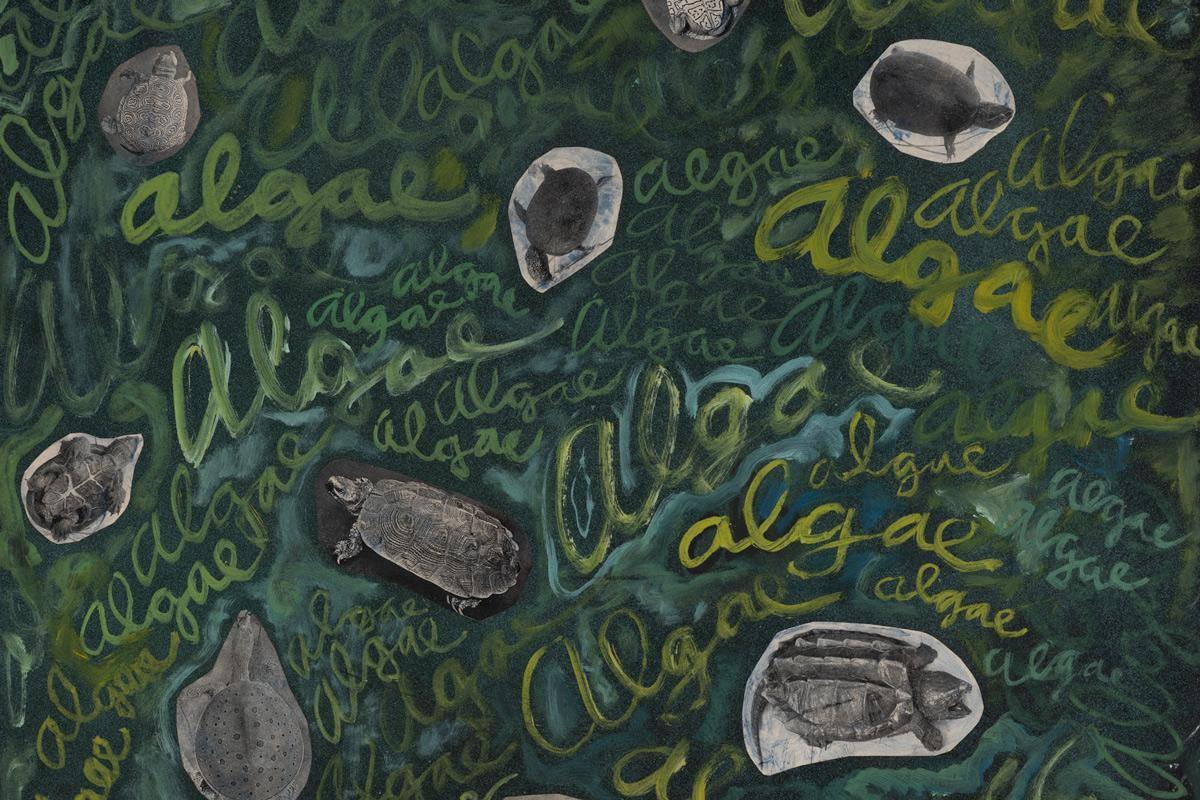a green painting collage with images of turtles and the word "algae" in cursive
