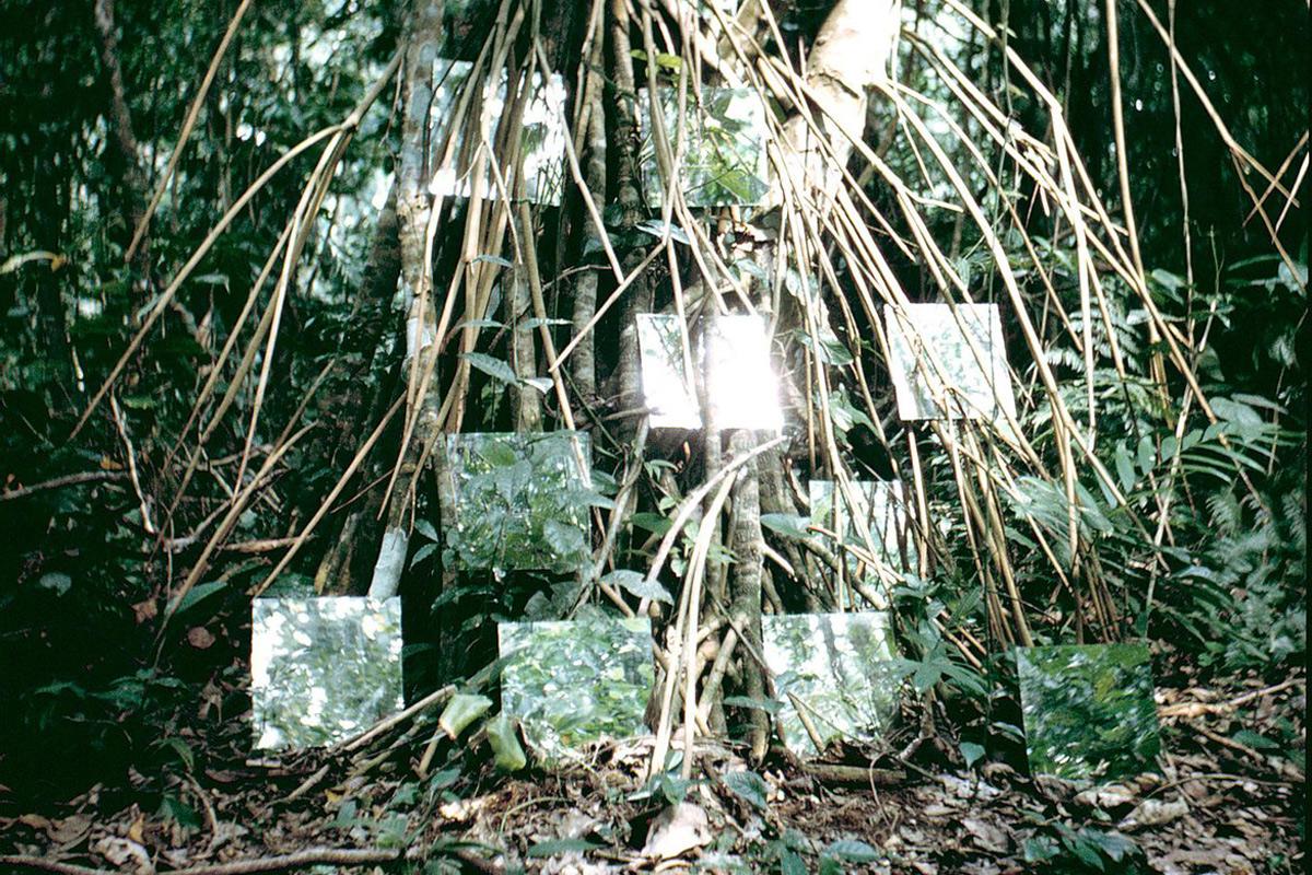 nine mirrors in a jungle