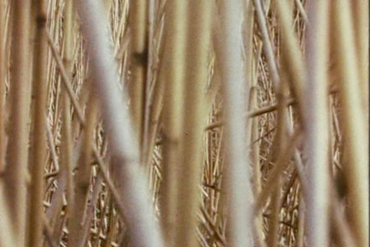 dense overlap of straight reeds very close to the camera