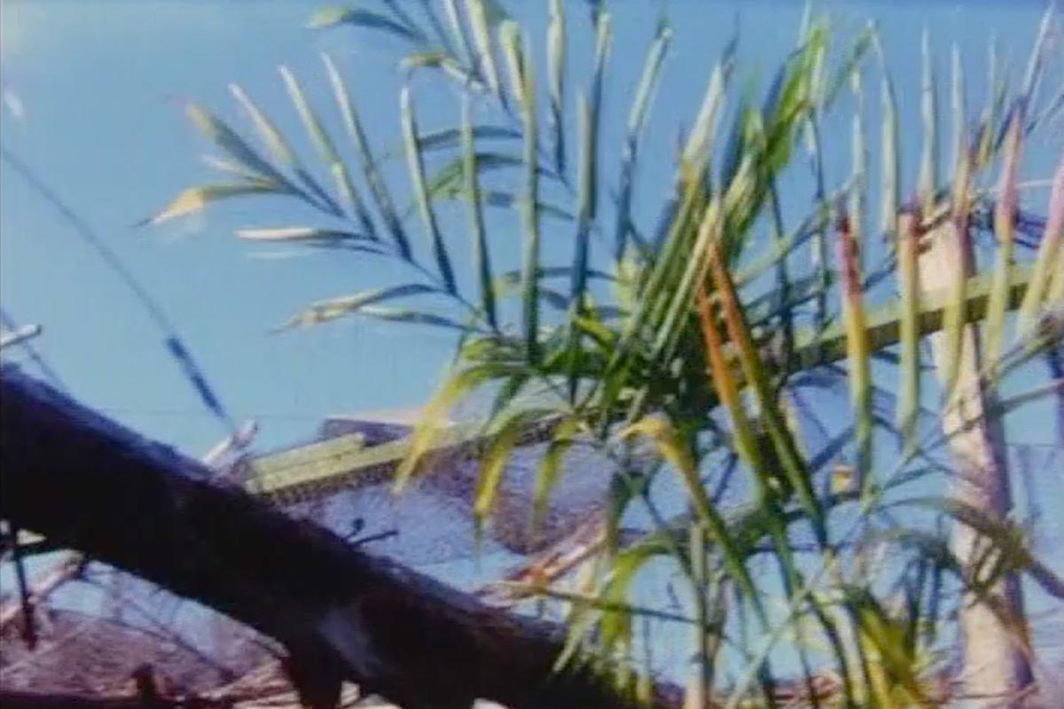 a tropical plant in a canopy of nets