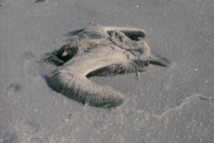 a dead pelican encrusted in salt crystals