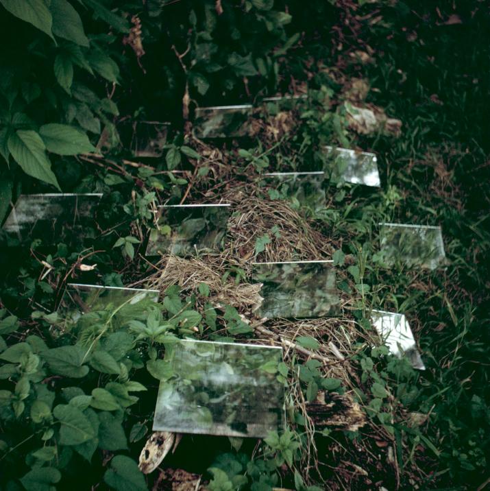 square mirrors in tropical foliage