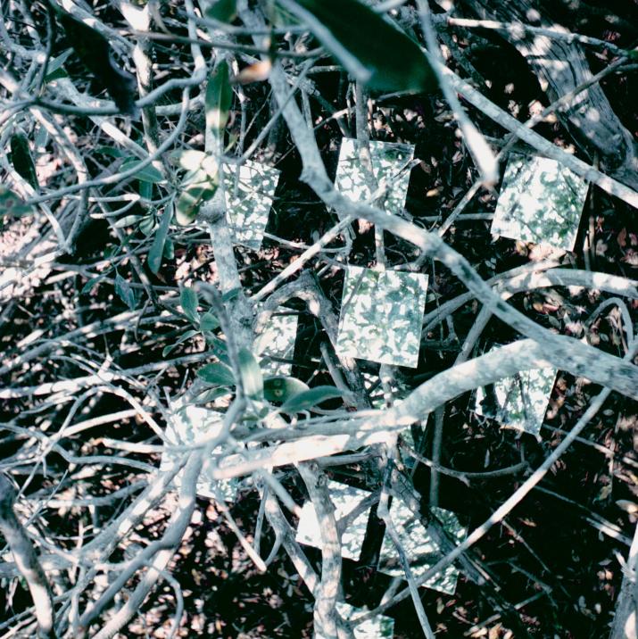 square mirrors in branches and roots