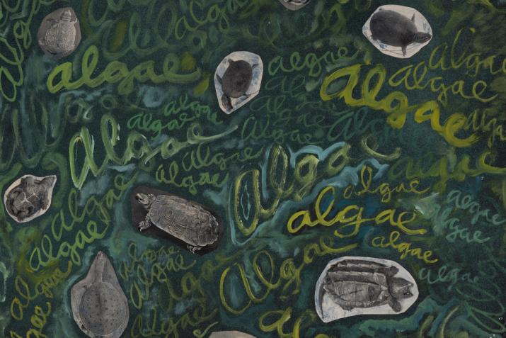 a collage with turtles and writing