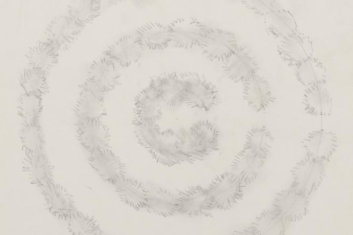 graphite drawing of aerial view of three concentric rings of smoke tree plants