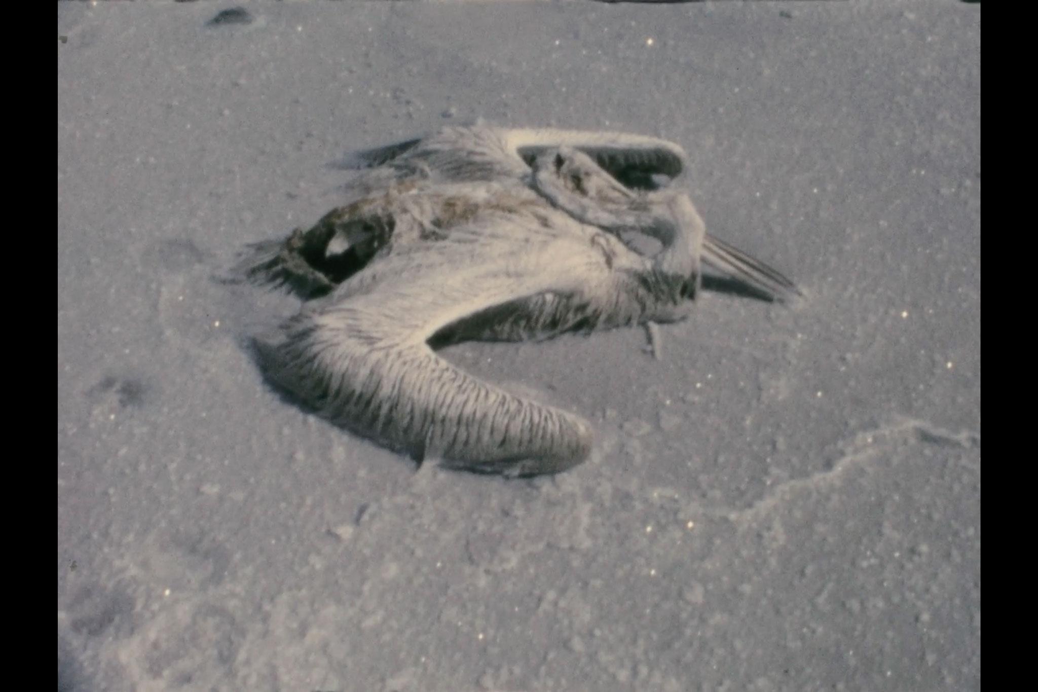 a dead pelican encrusted in salt