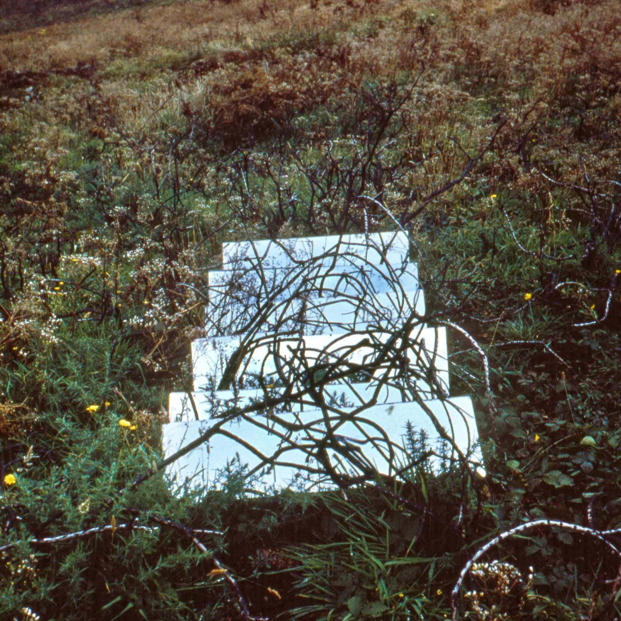 grassy overgrown area with seven mirrors placed on the ground