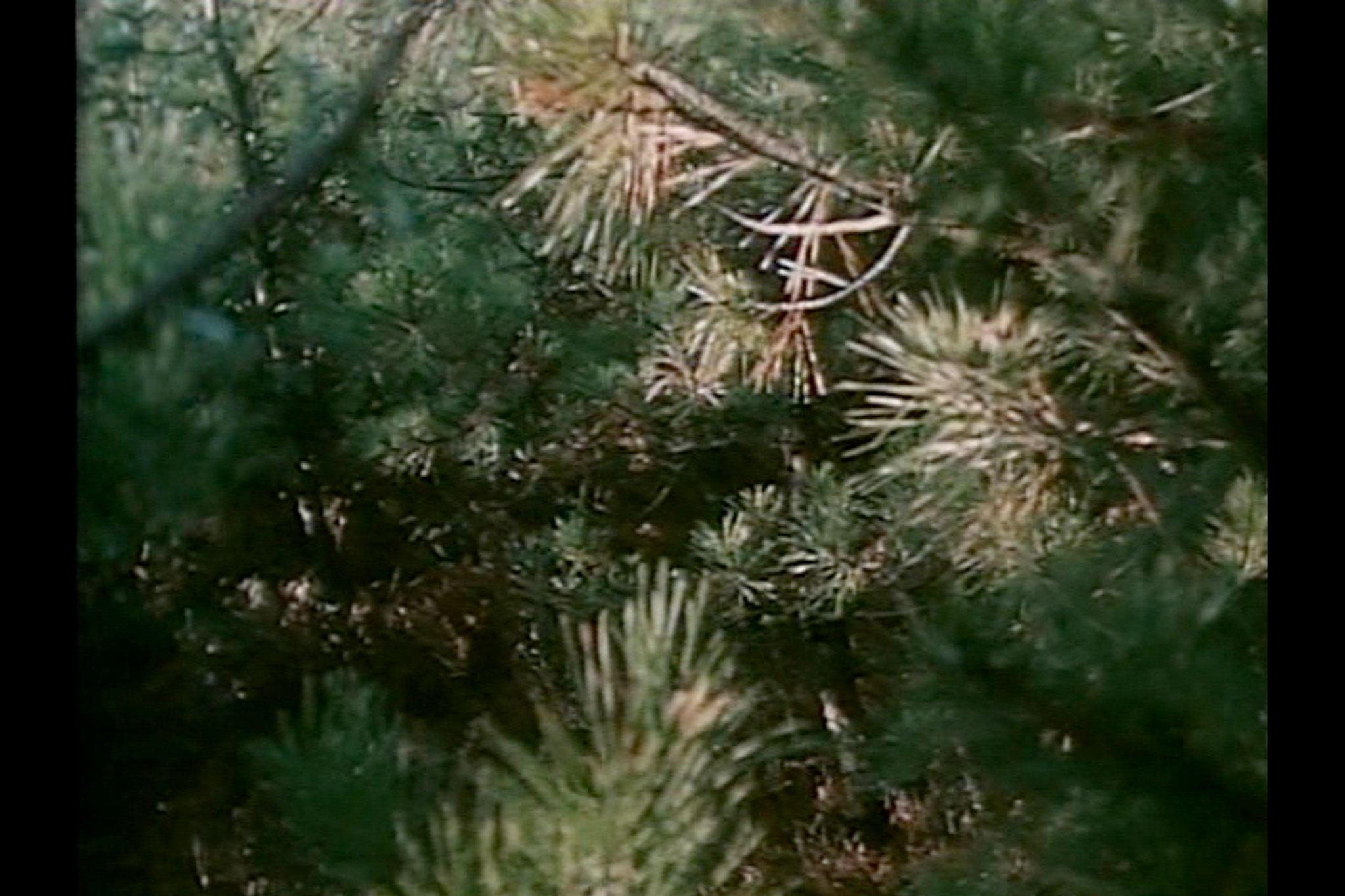 a close up of sunlit pine needles
