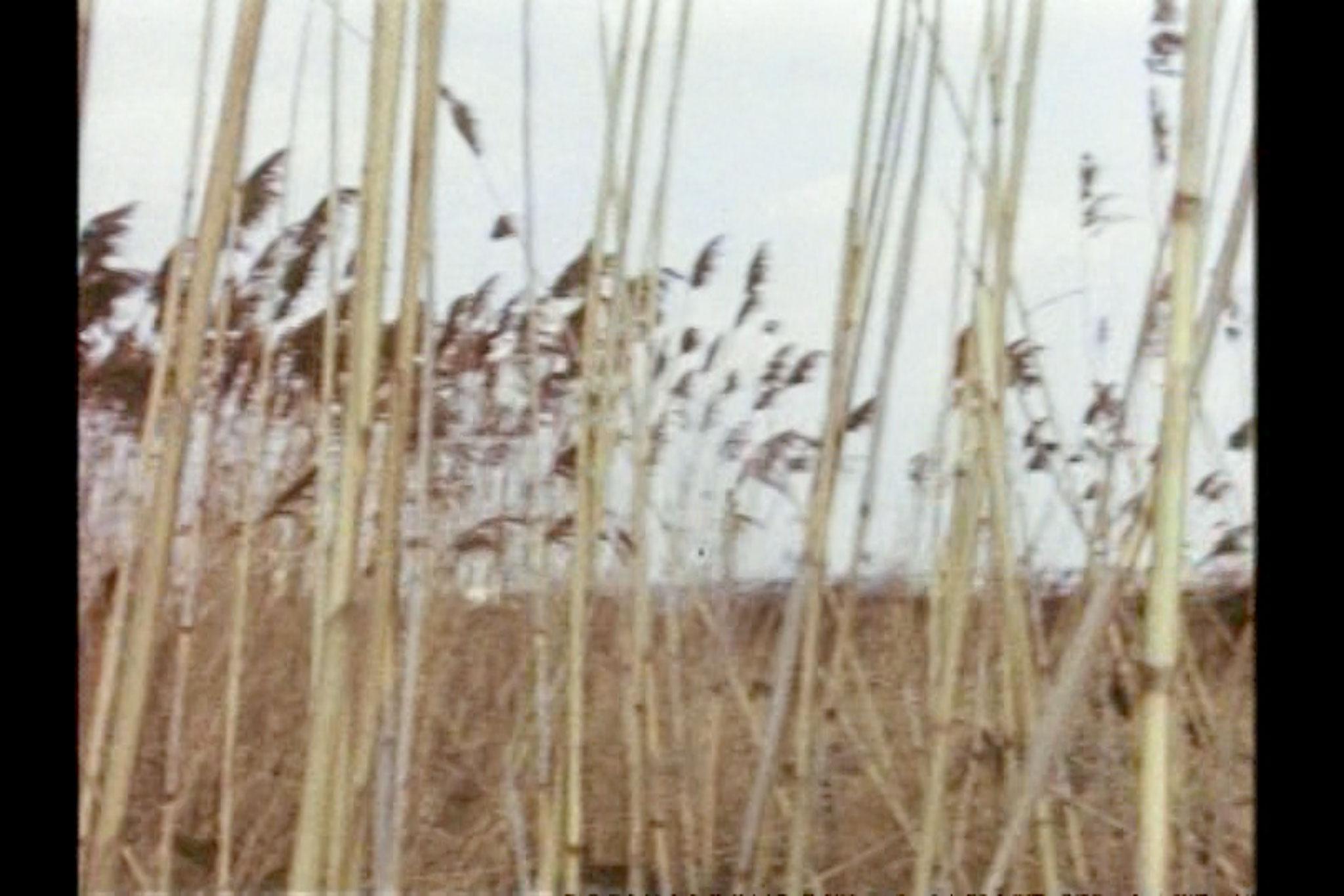 Chaotic image of many criss-crossing reeds.
