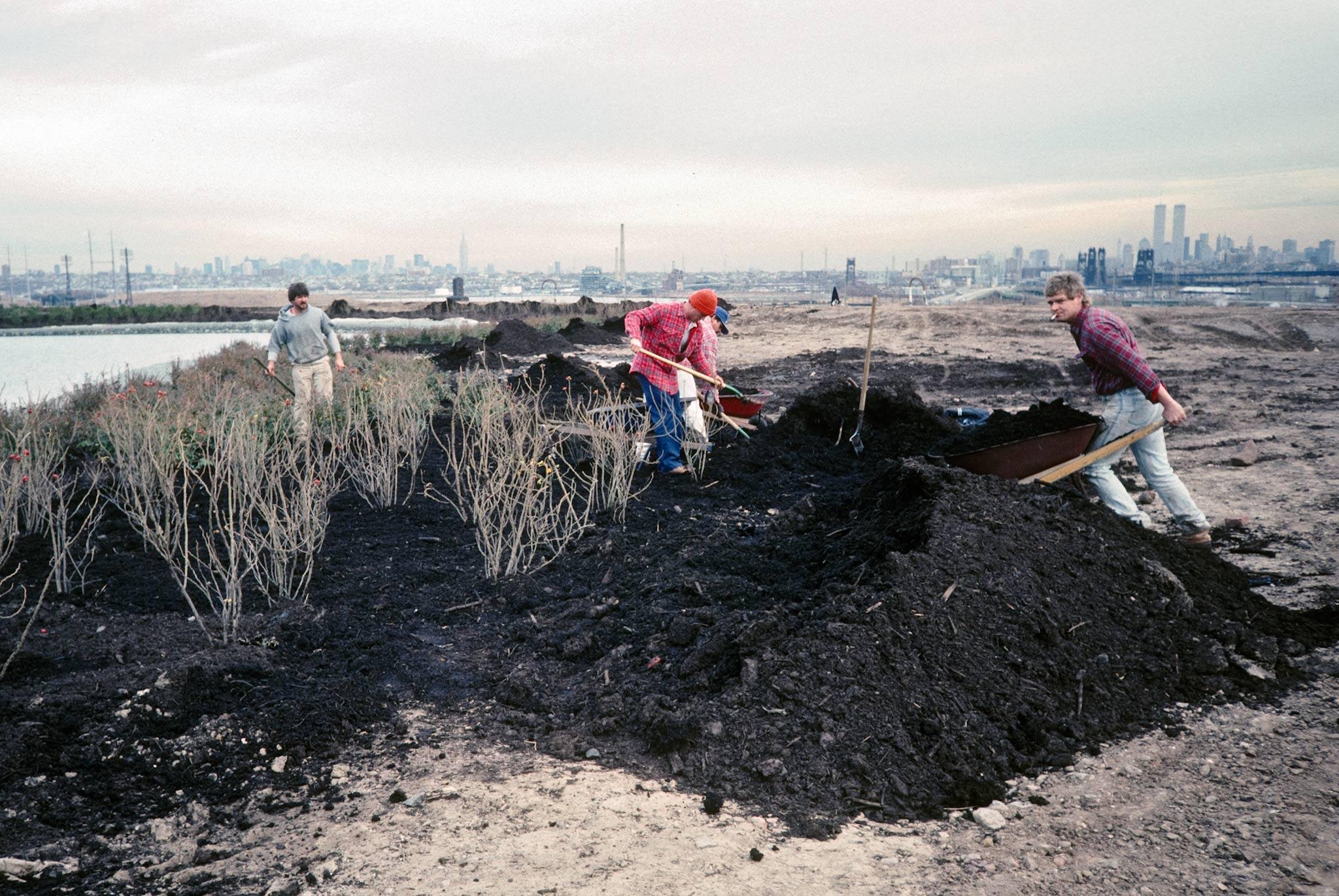 Workers moving soil and planting bushes with a city skyline in the distant background
