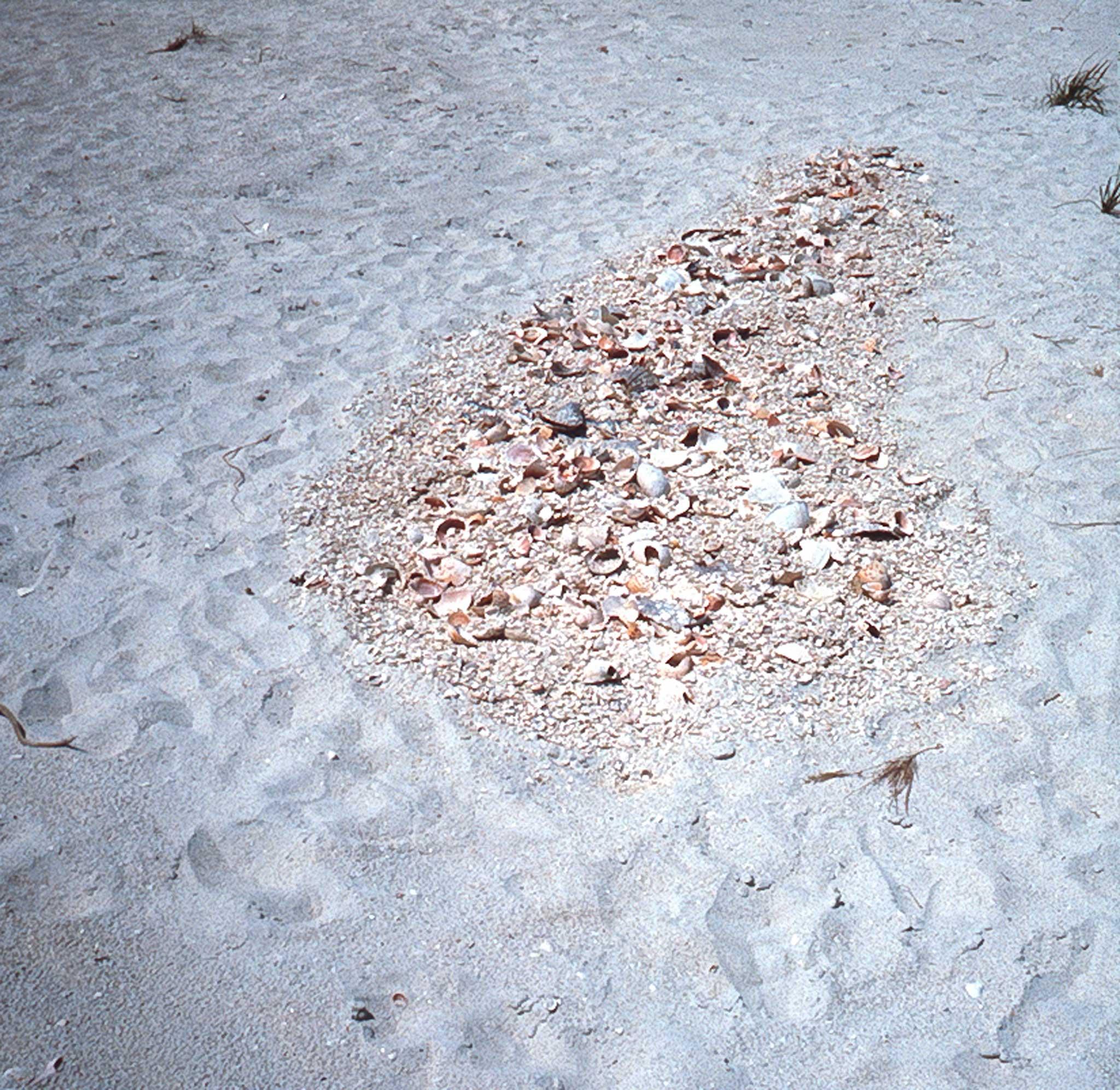 a white sand beach with a pile of sea shells arranged into a long round oval shape.