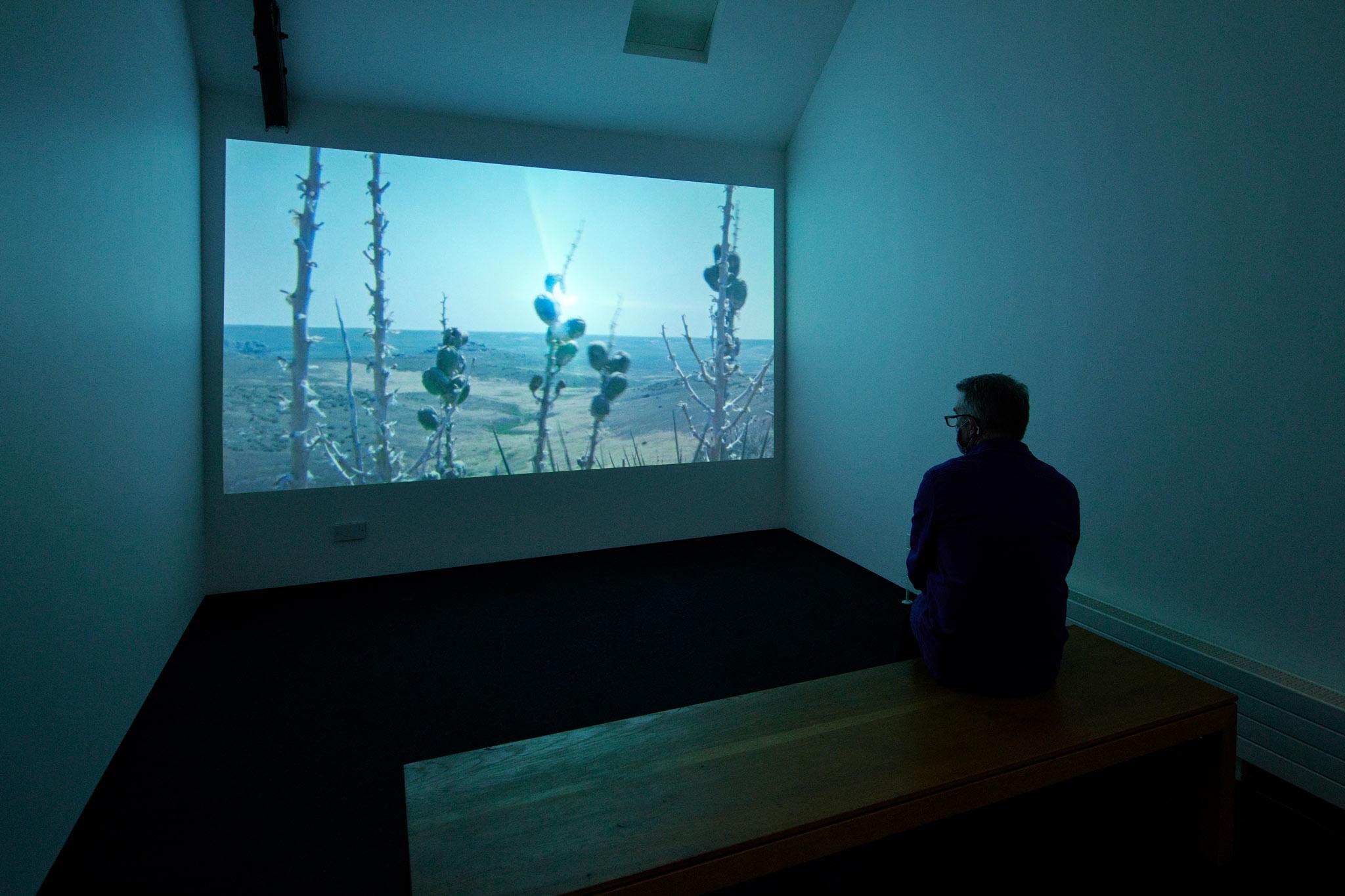 a film screening room displaying a color film of plants with a person watching