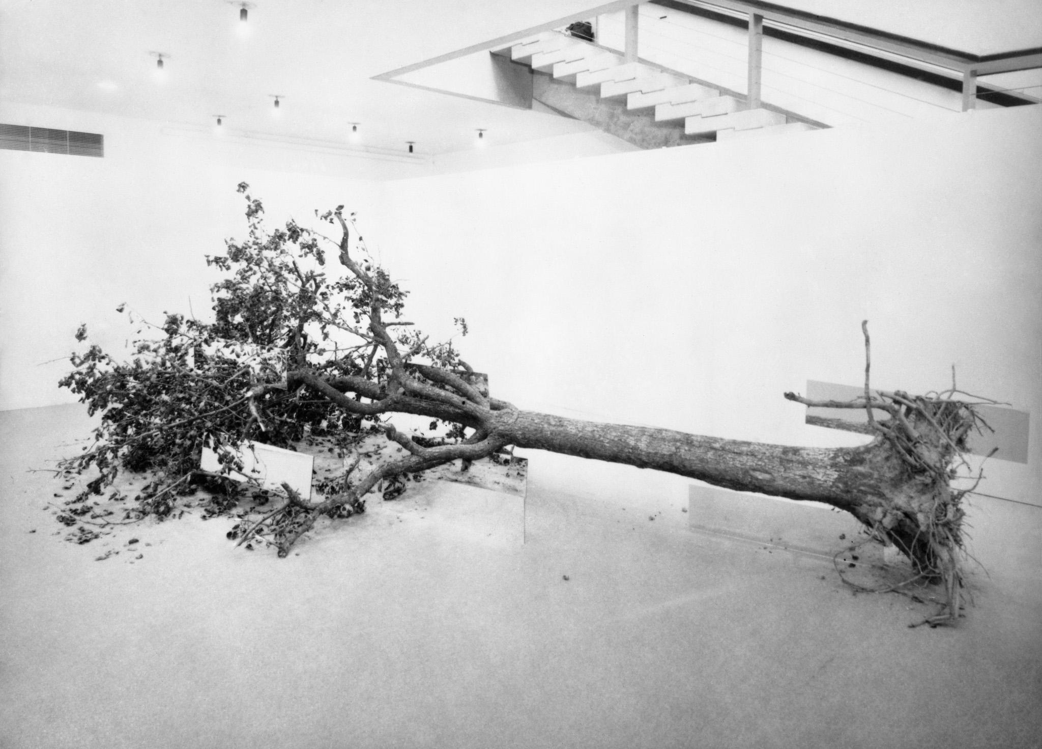 a dead tree on its side inside a gallery space with long rectangular mirrors positioned in and on the tree