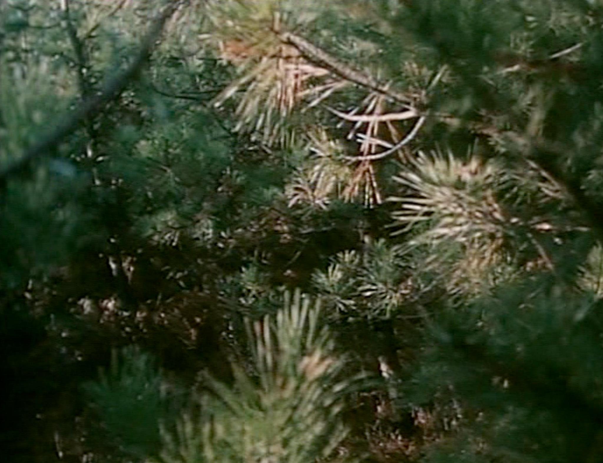 a close up of sunlit pine needles