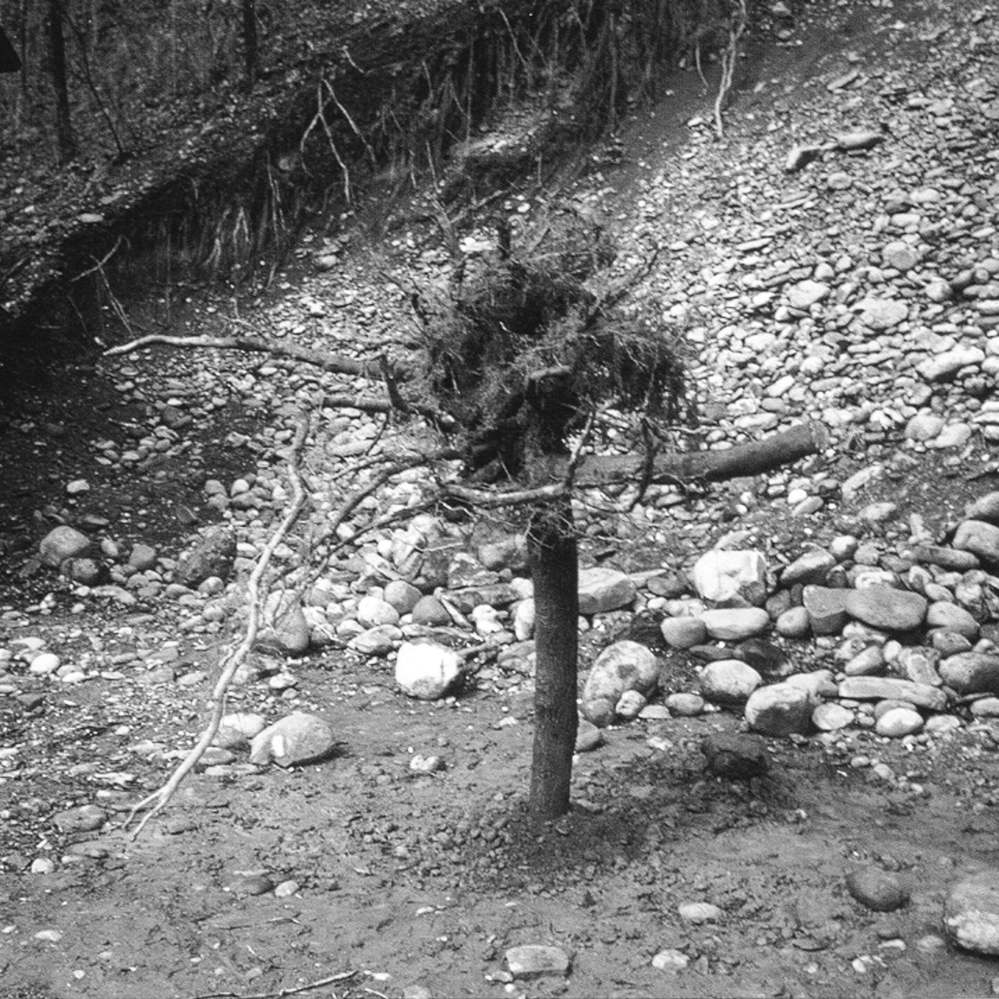 an upside down tree in the ground with the roots sticking up in the air