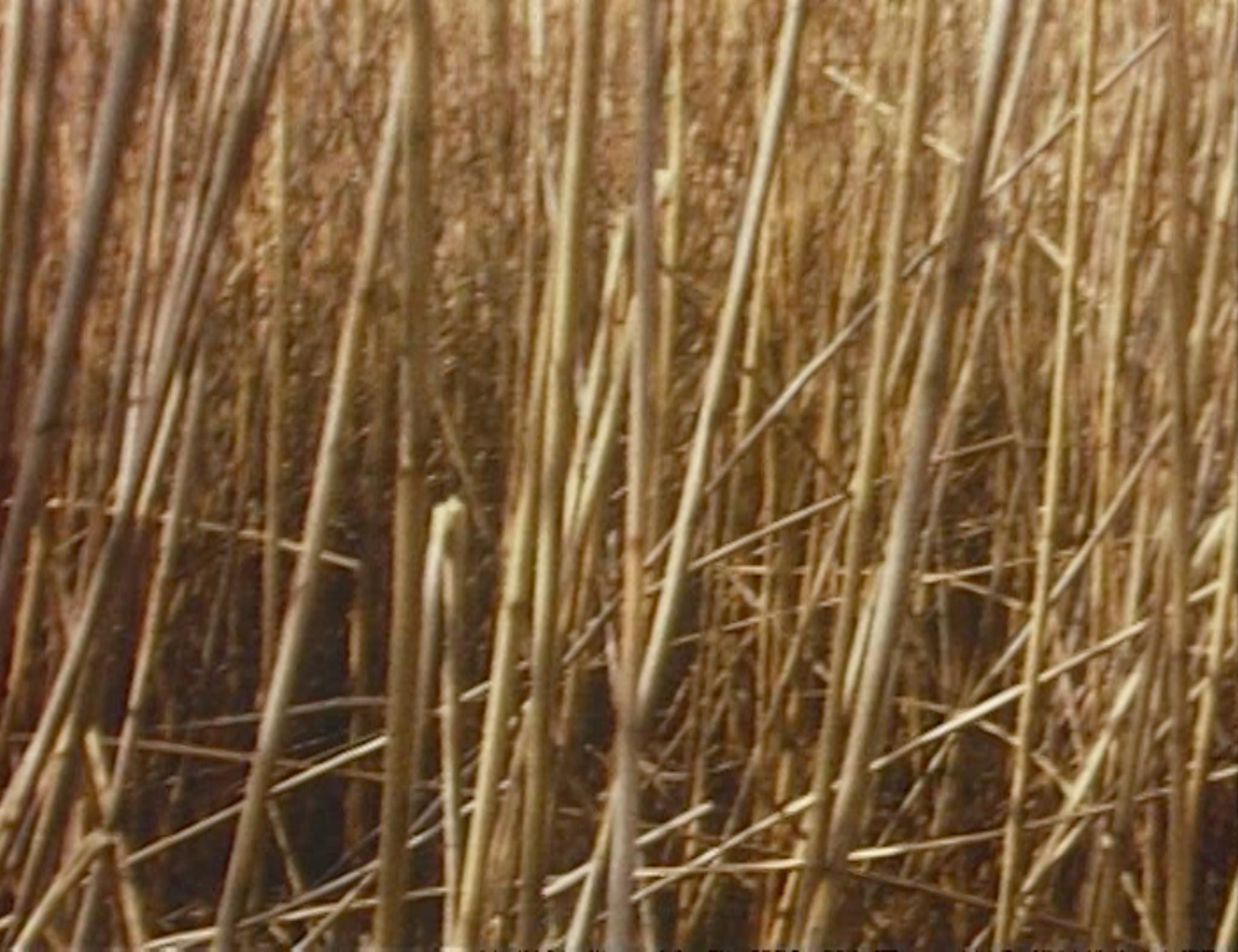 Chaotic image of many criss-crossing reeds.