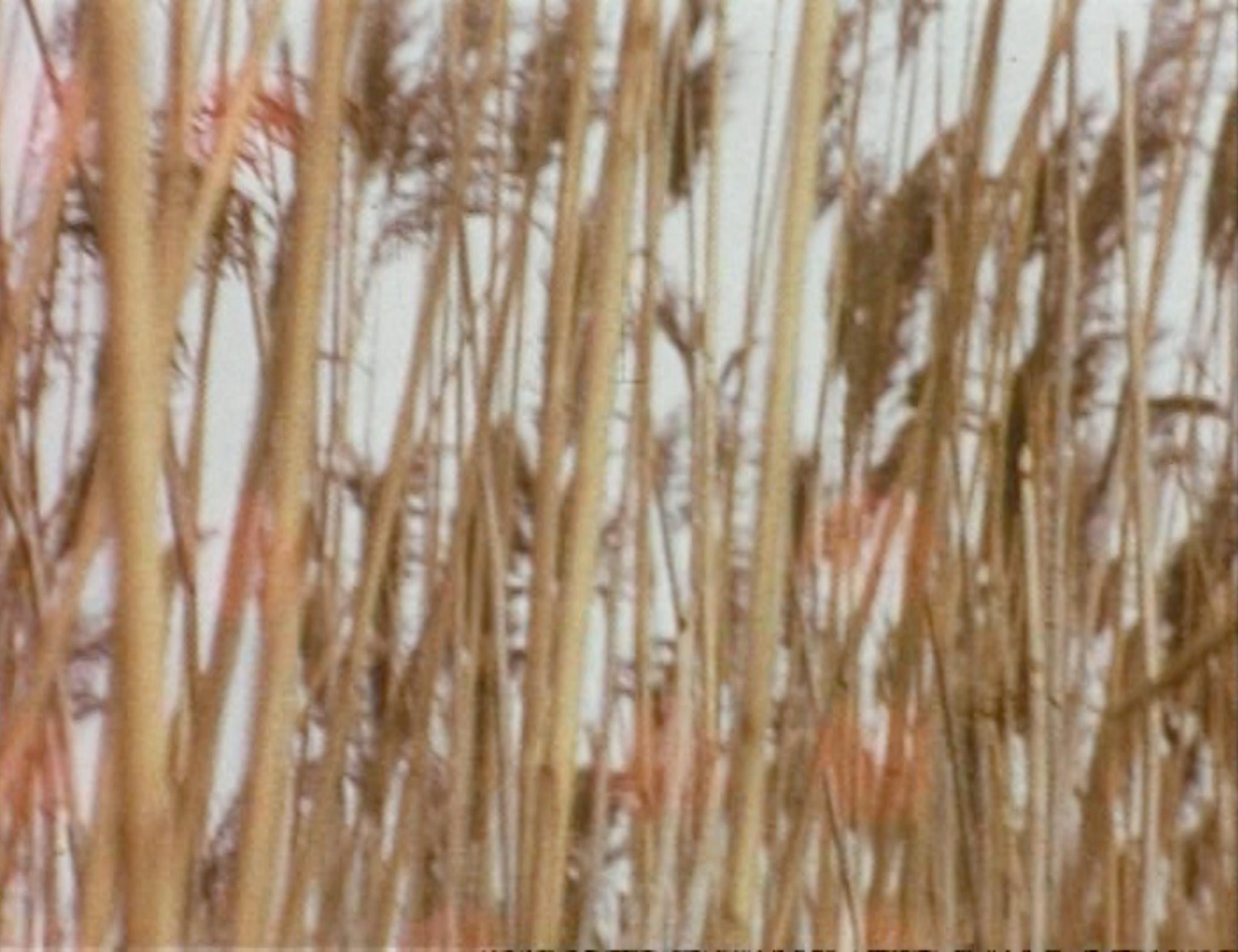 Chaotic image of many criss-crossing reeds and seed heads.