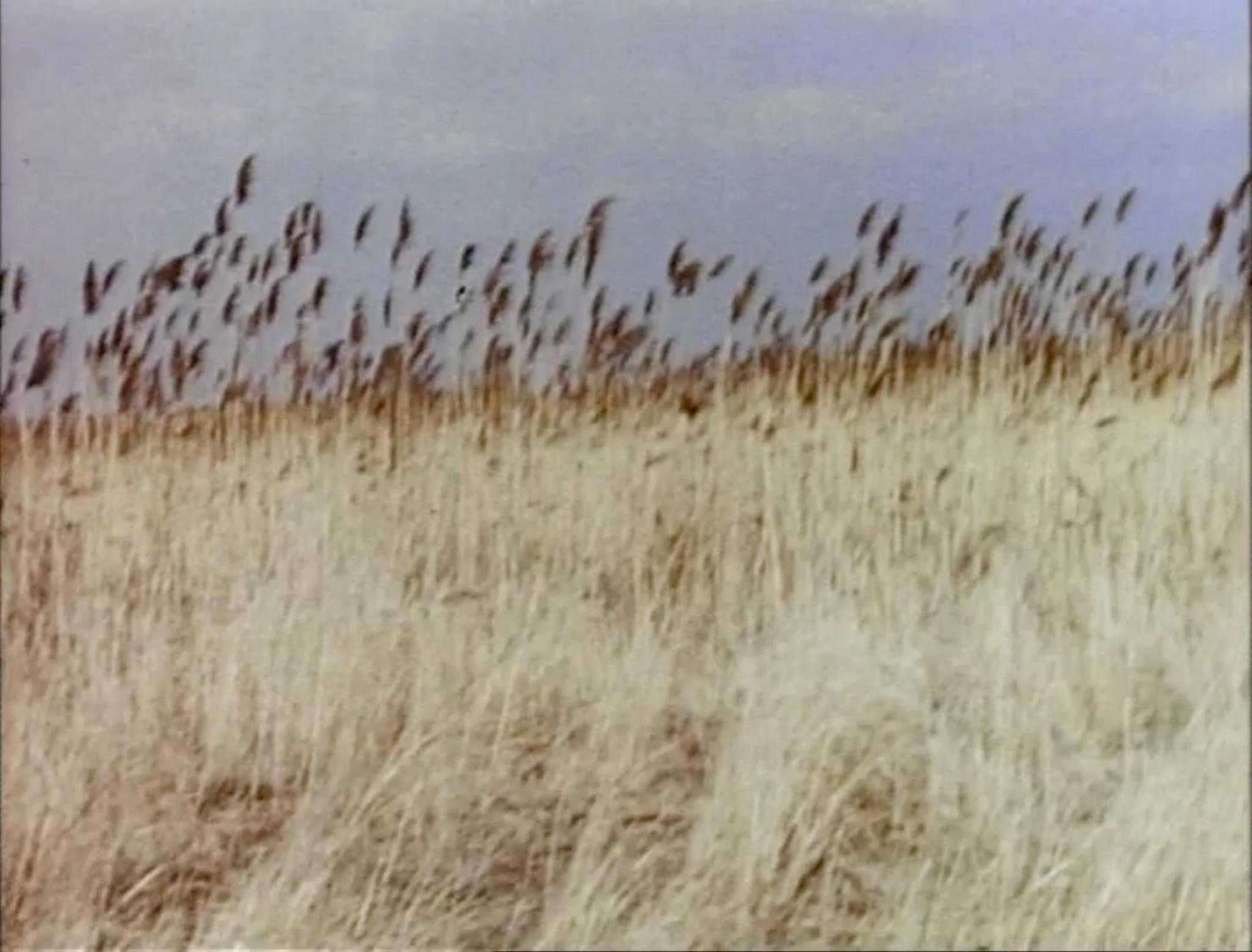 image of many criss-crossing reeds with sky in the background