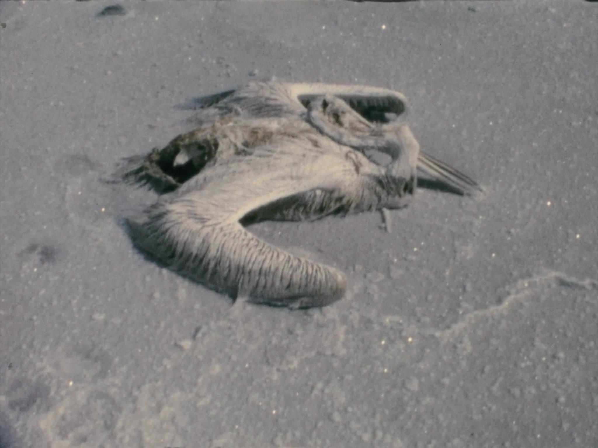 a dead salt encrusted pelican