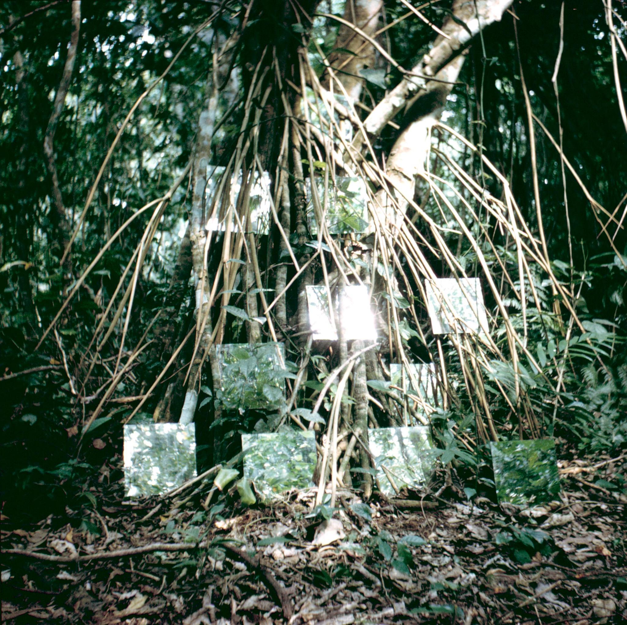 square mirrors placed in the branches of a tropical tree