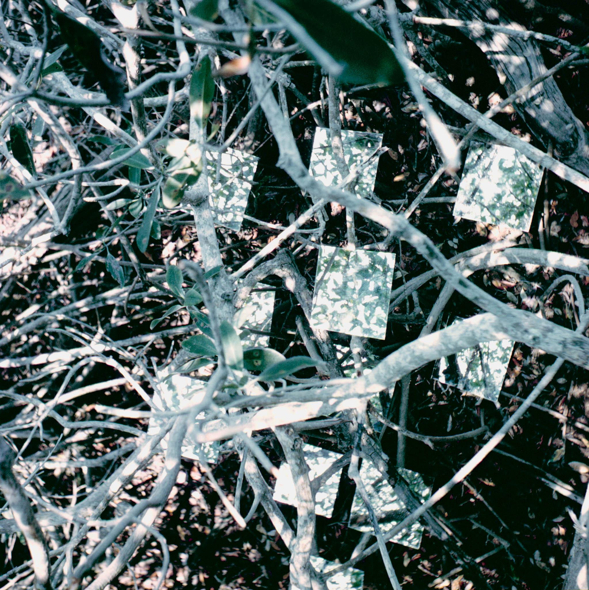 square mirrors in branches
