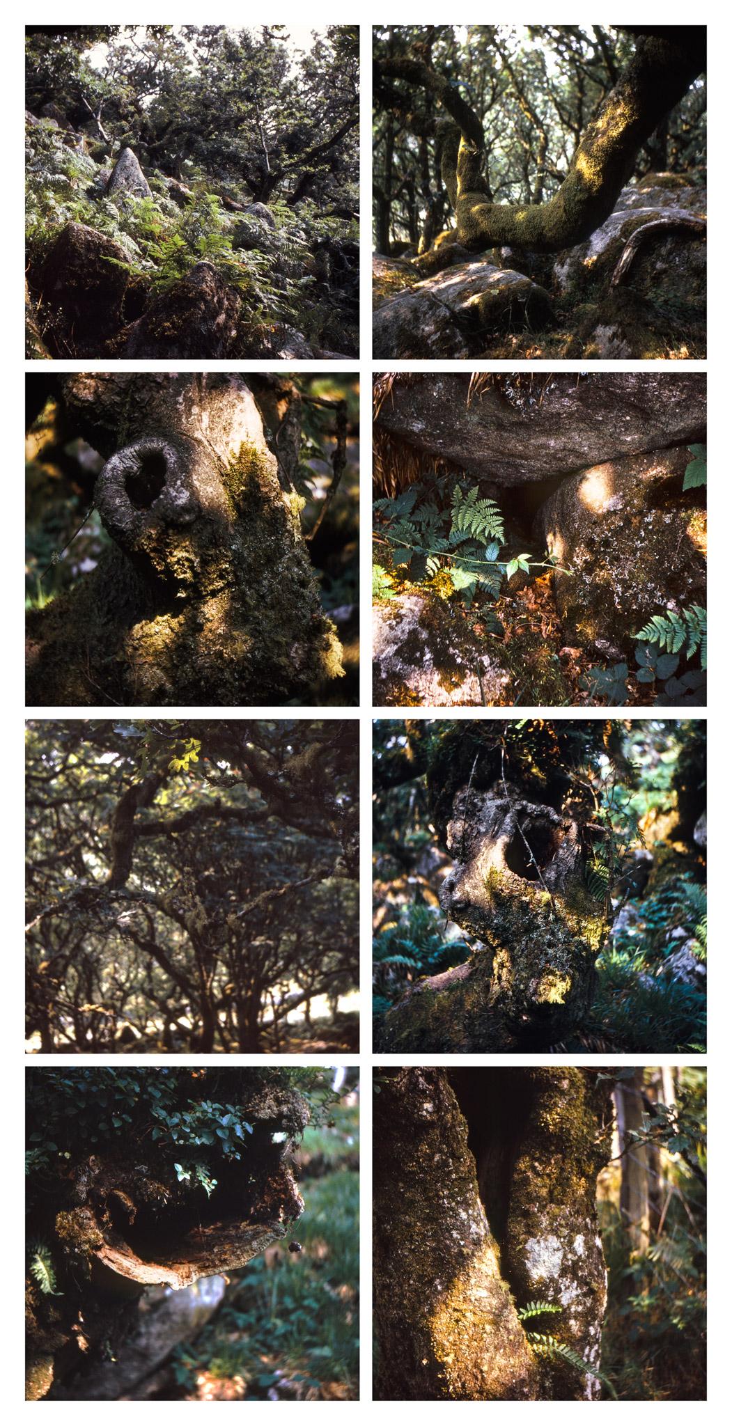 Nancy Holt, Wistman's Wood (1969)