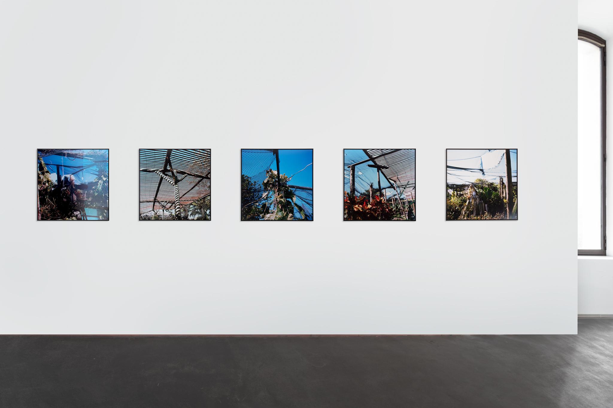 a series of five framed images of a garden of nets