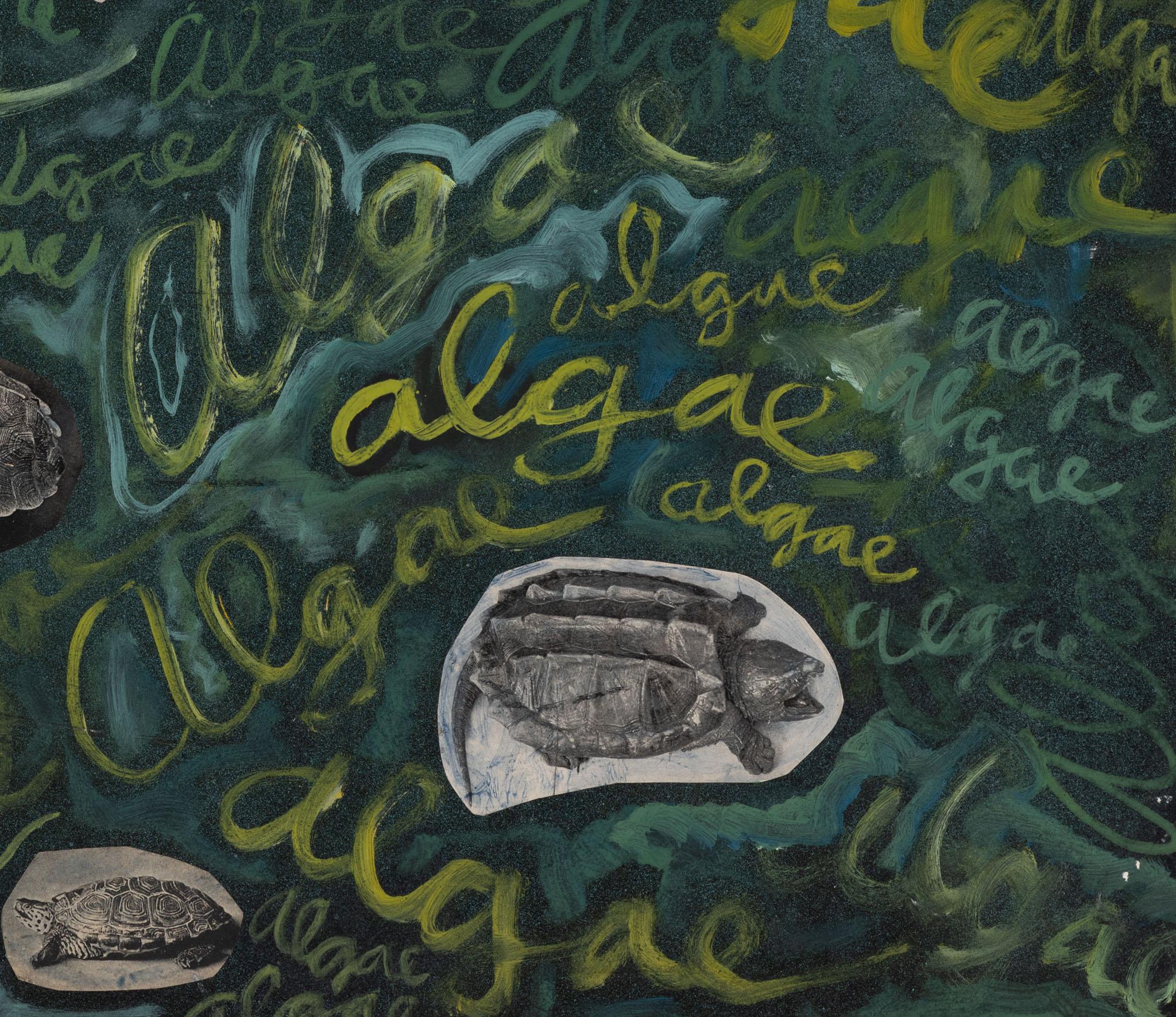 a collage with turtles and a green background with the word algae written on it