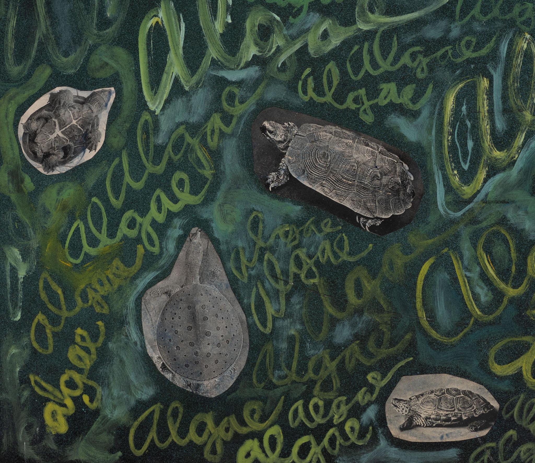 a collage with turtles and a green background with the word algae written on it
