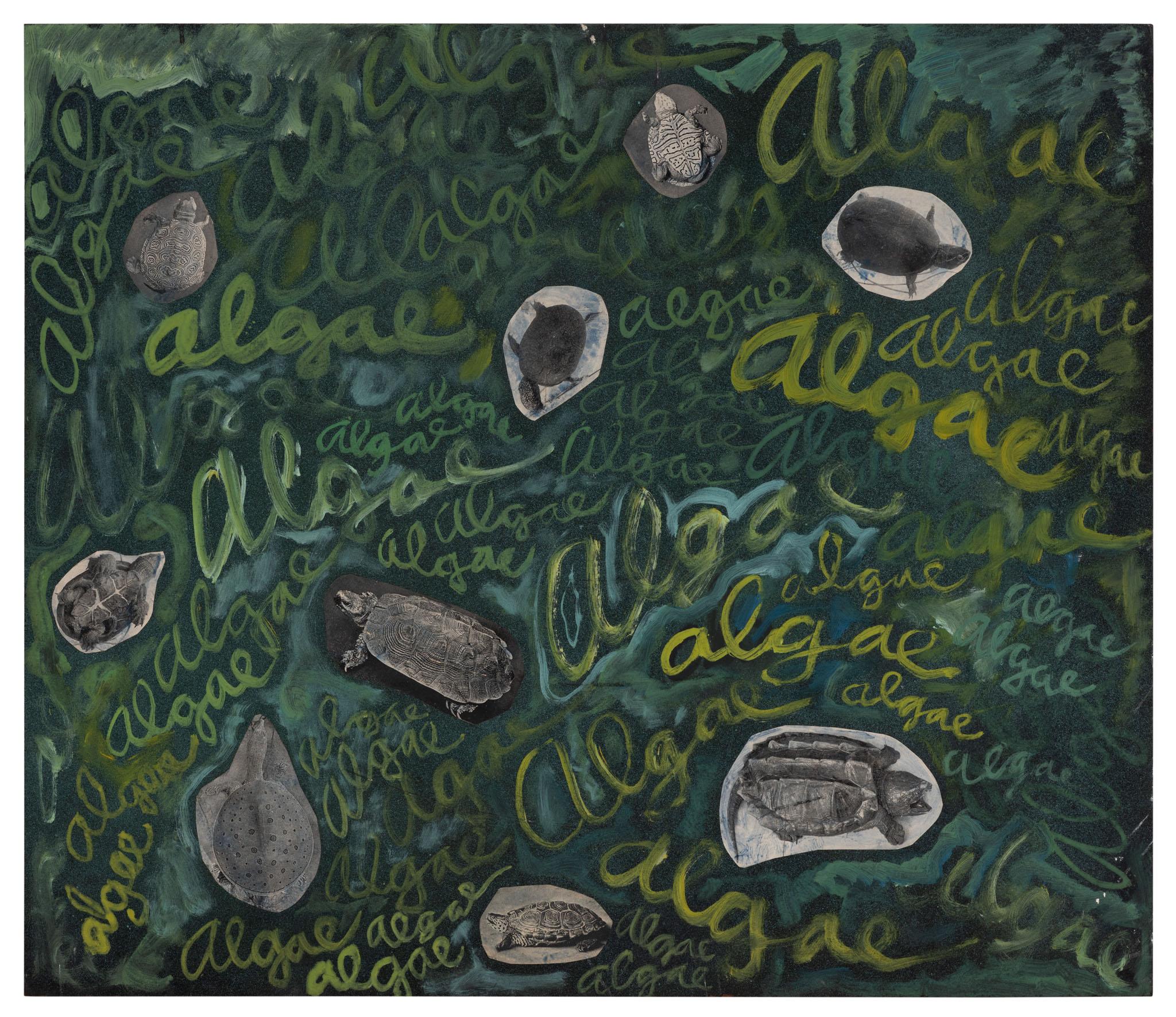 a collage with turtles and a green background with the word algae written on it