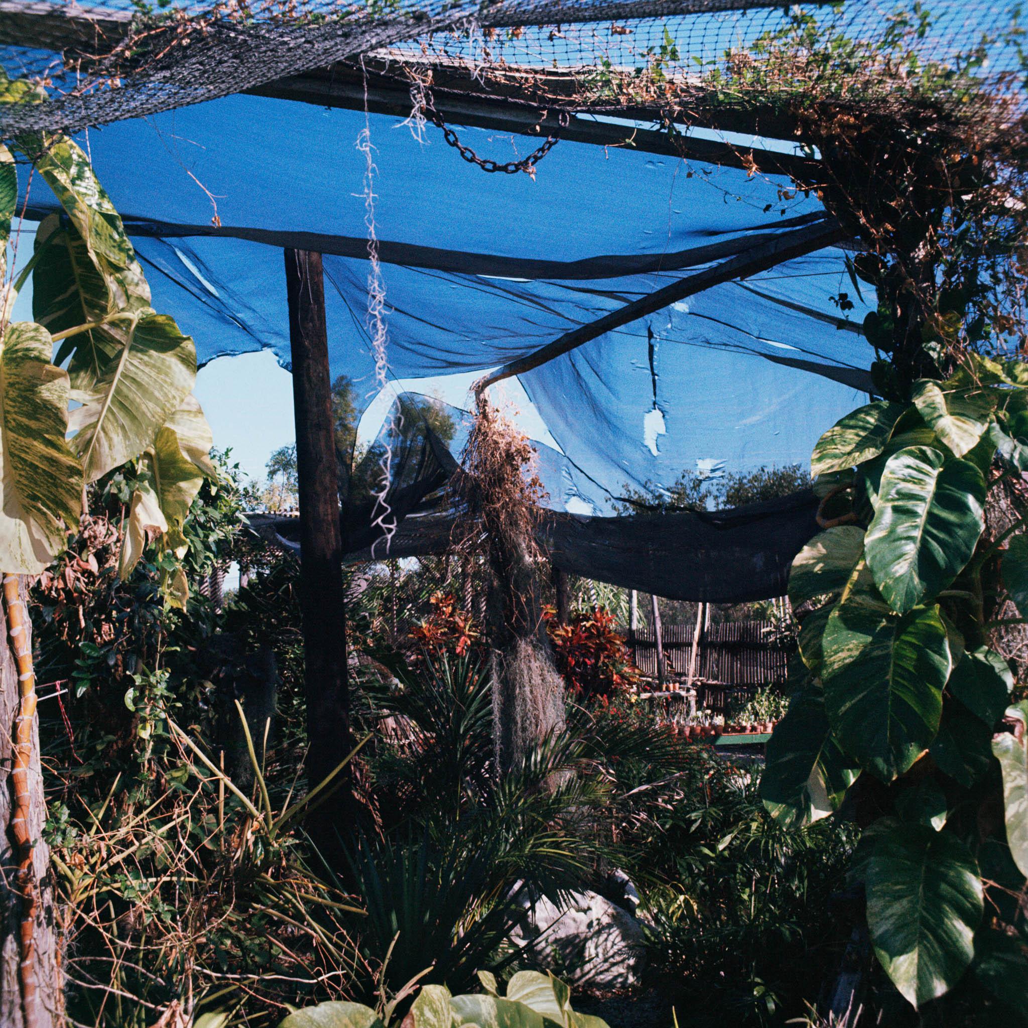 a garden of tropical plants covered with nets