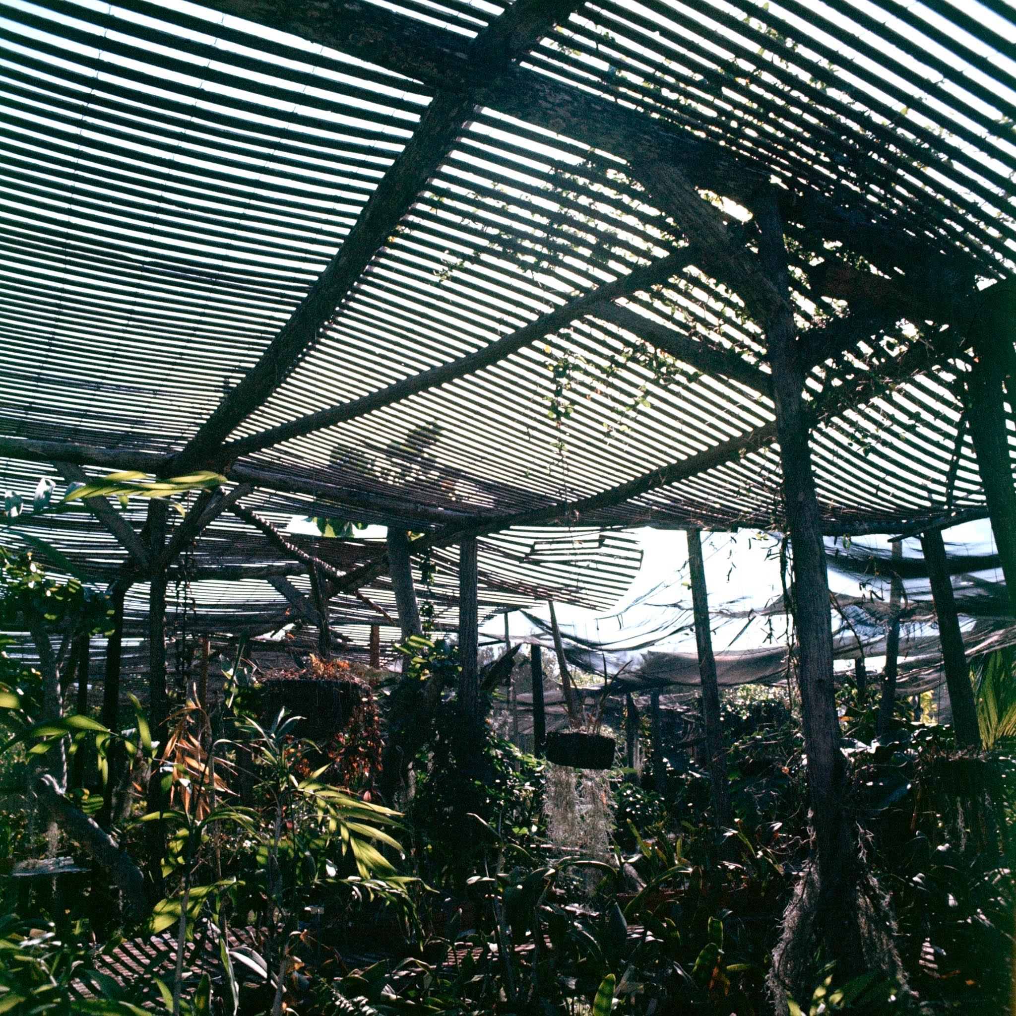 a garden of tropical plants covered with nets