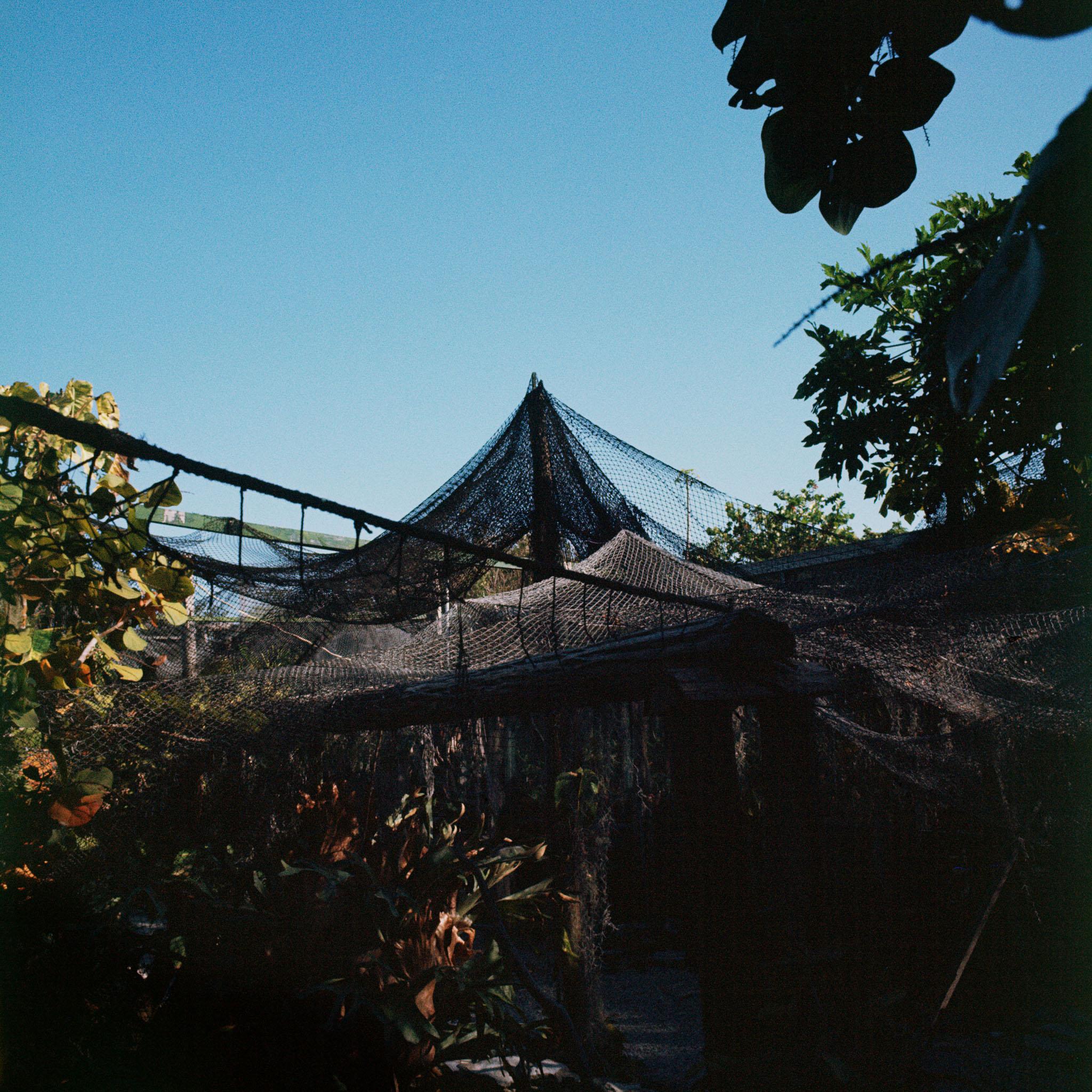 a garden of tropical plants covered with nets