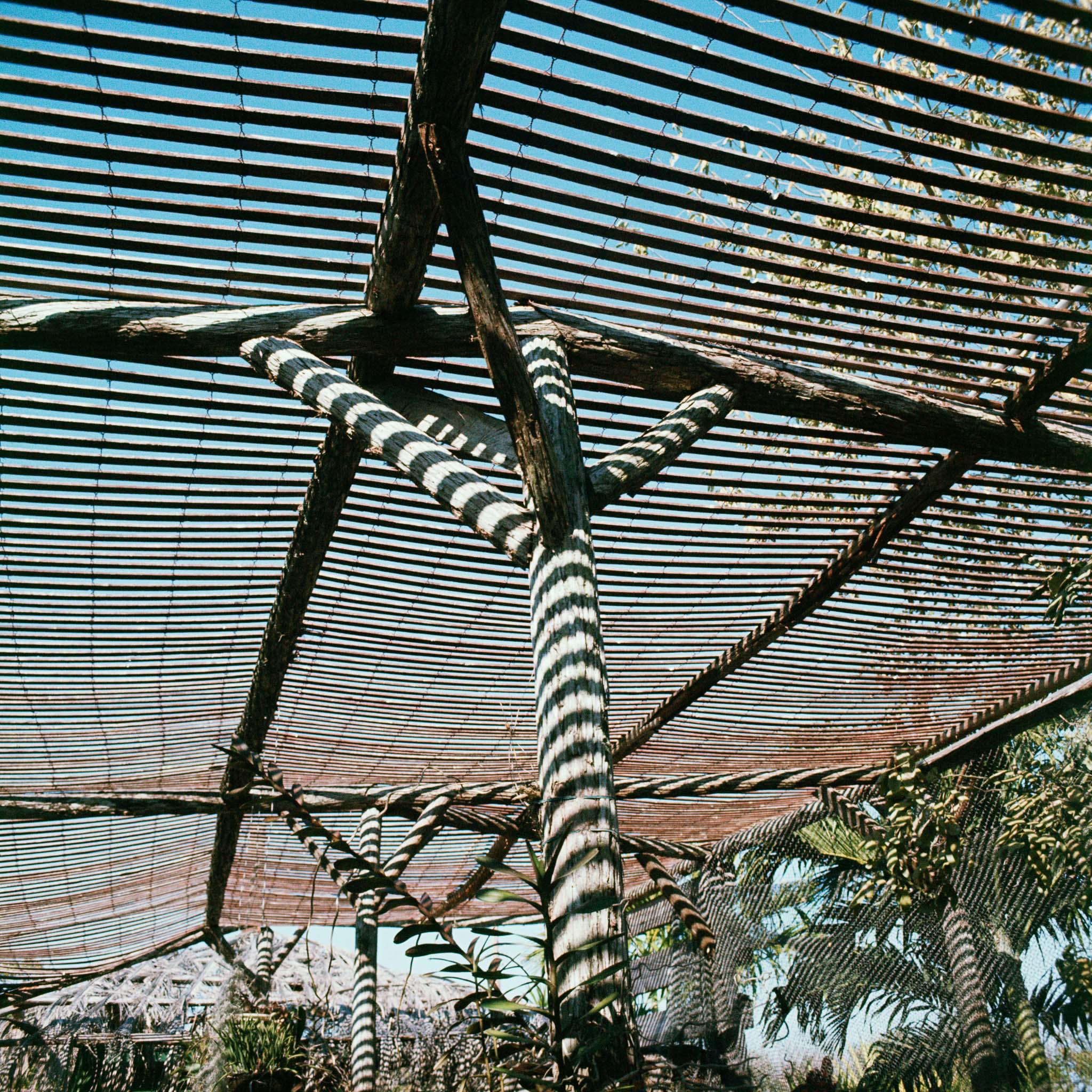 a garden of tropical plants covered with nets