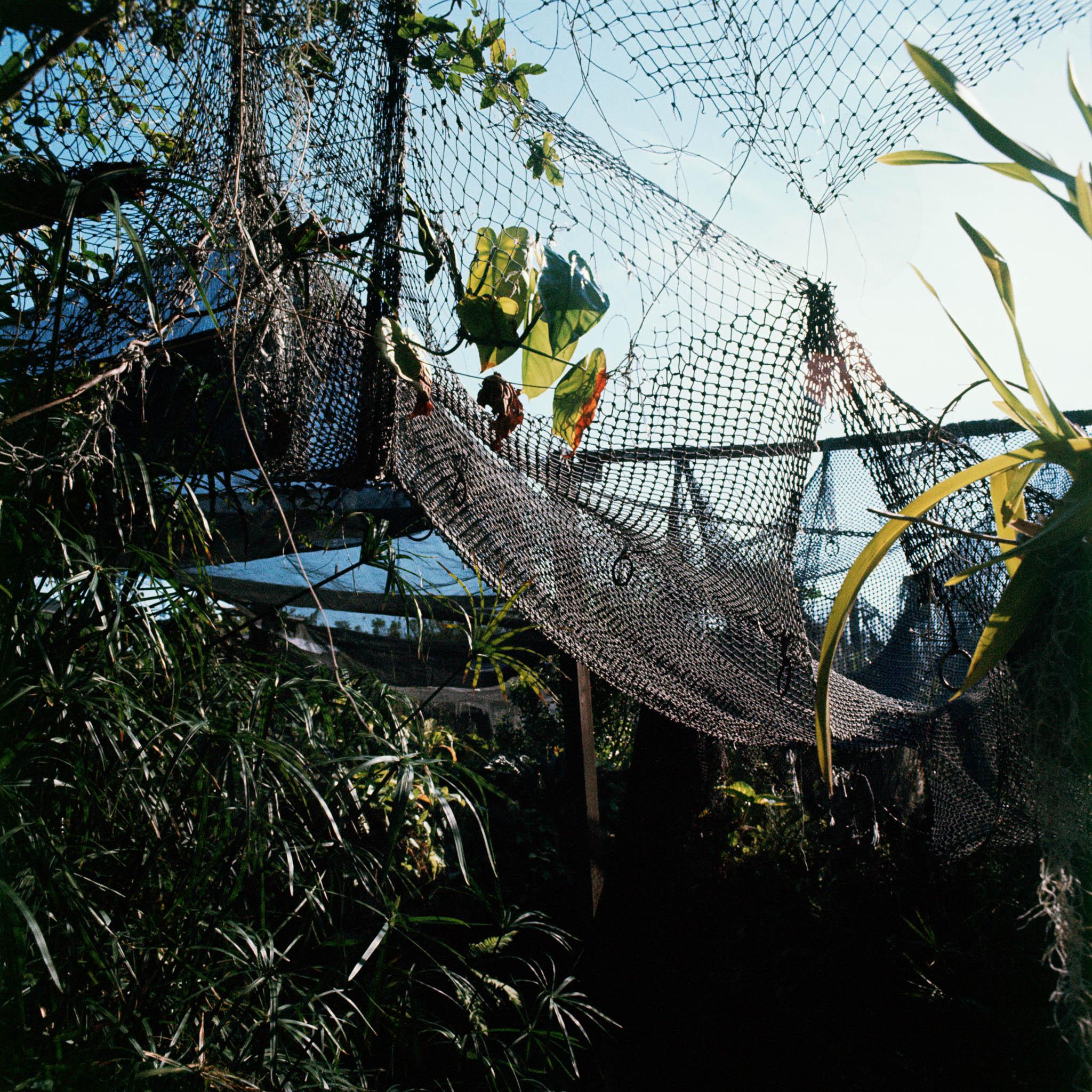 a garden of tropical plants covered with nets