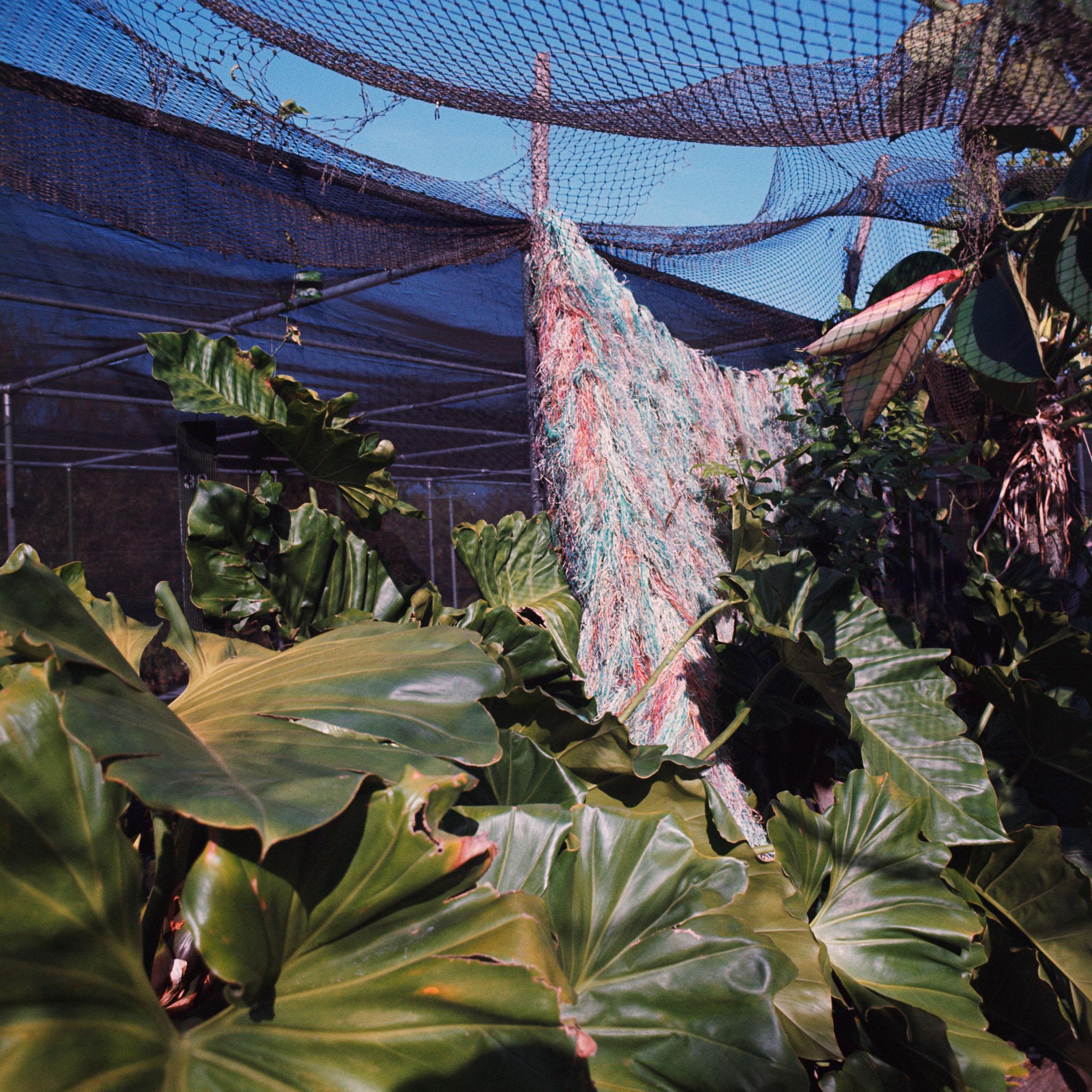 a garden of tropical plants covered with nets