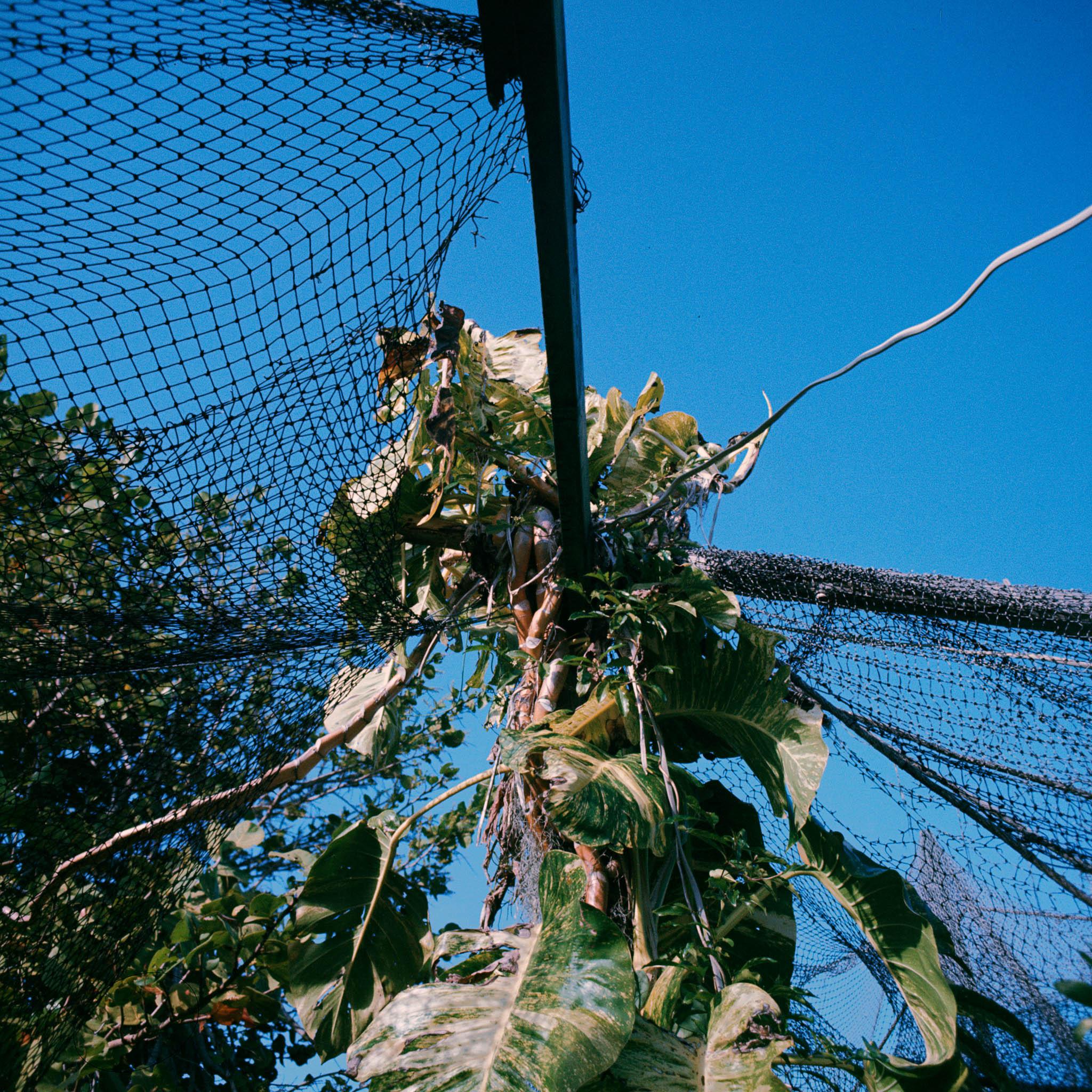 a garden of tropical plants covered with nets