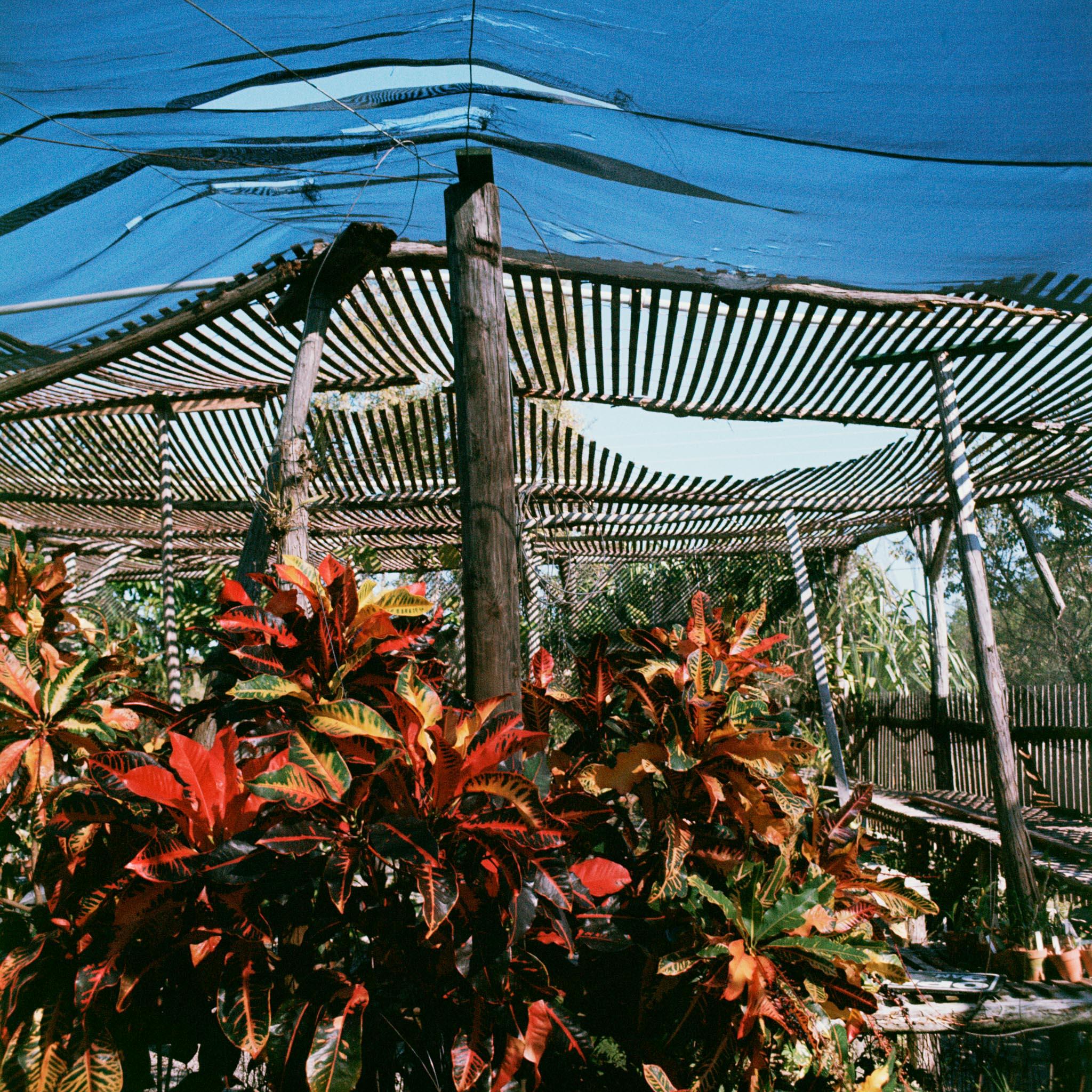 a garden of tropical plants covered with nets