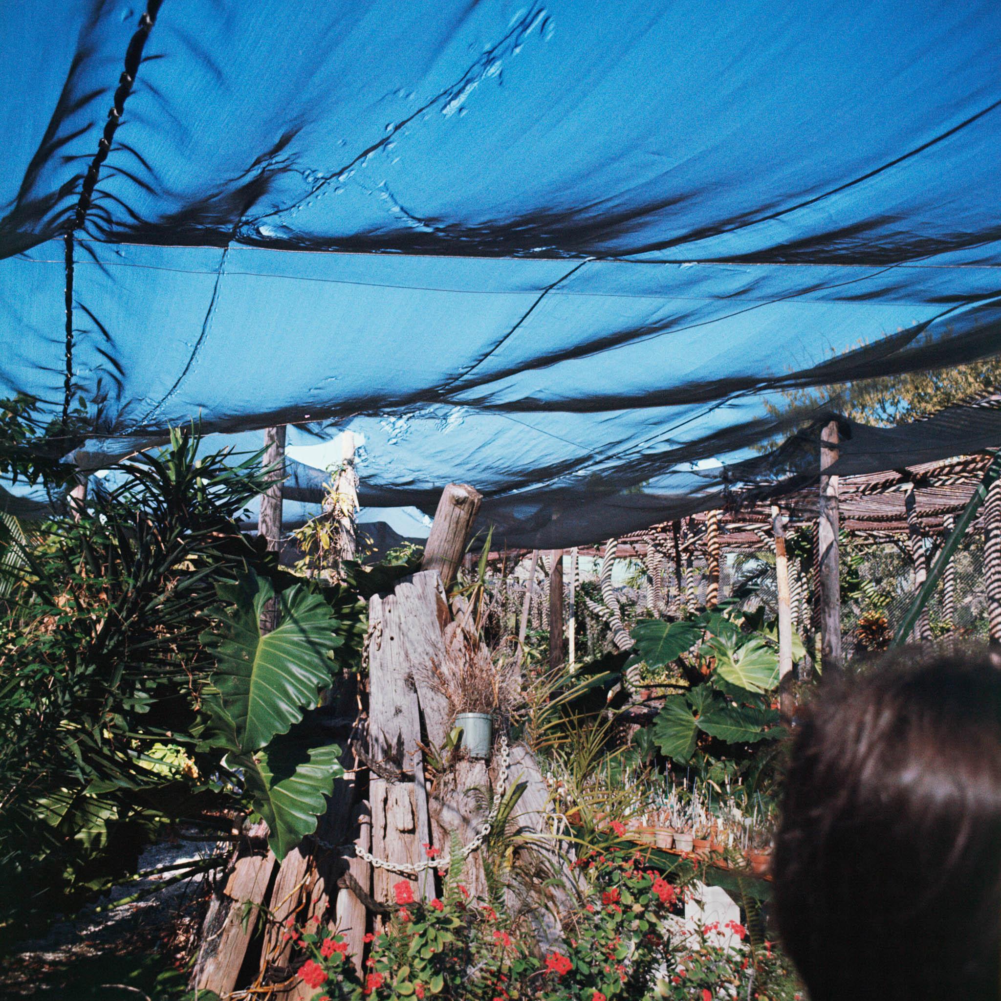 a garden of tropical plants covered with nets