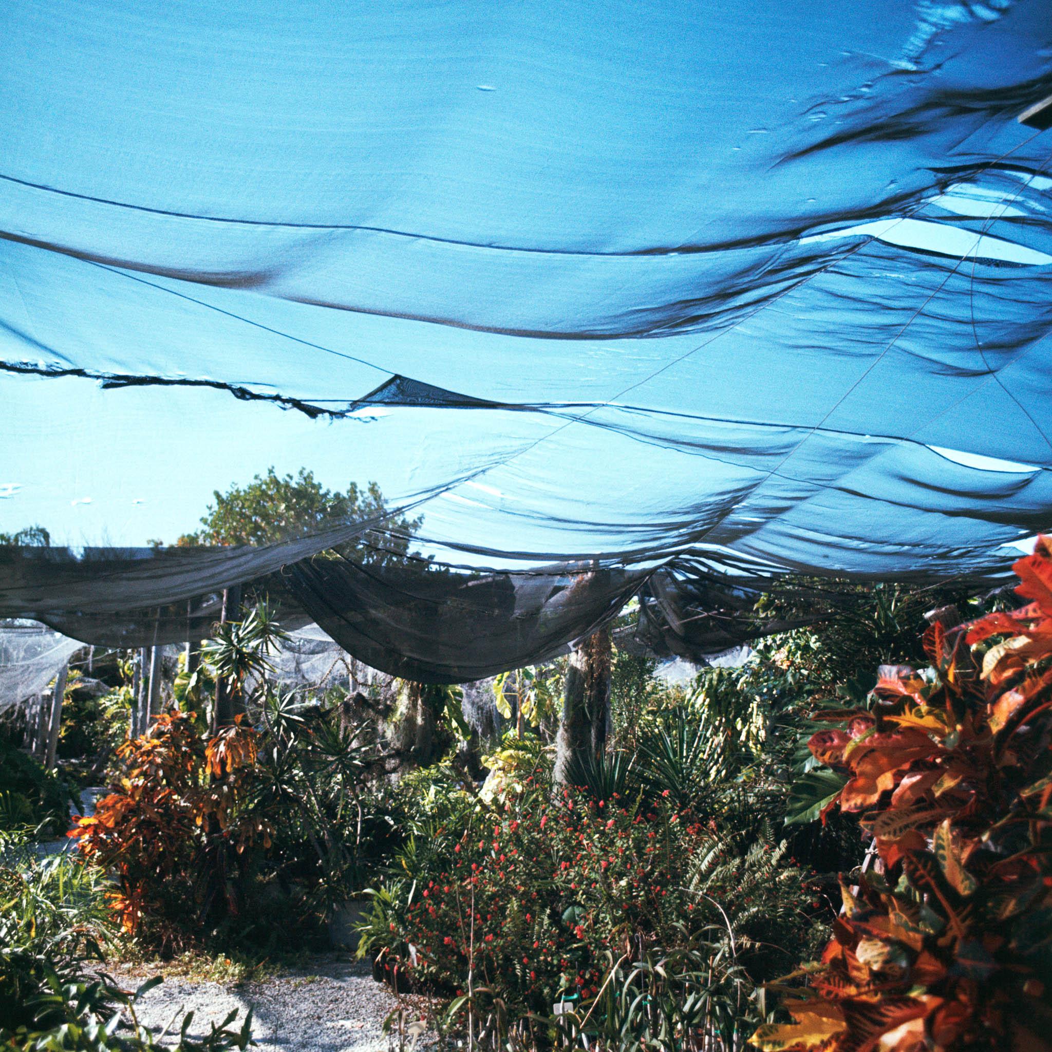 a garden of tropical plants covered with nets