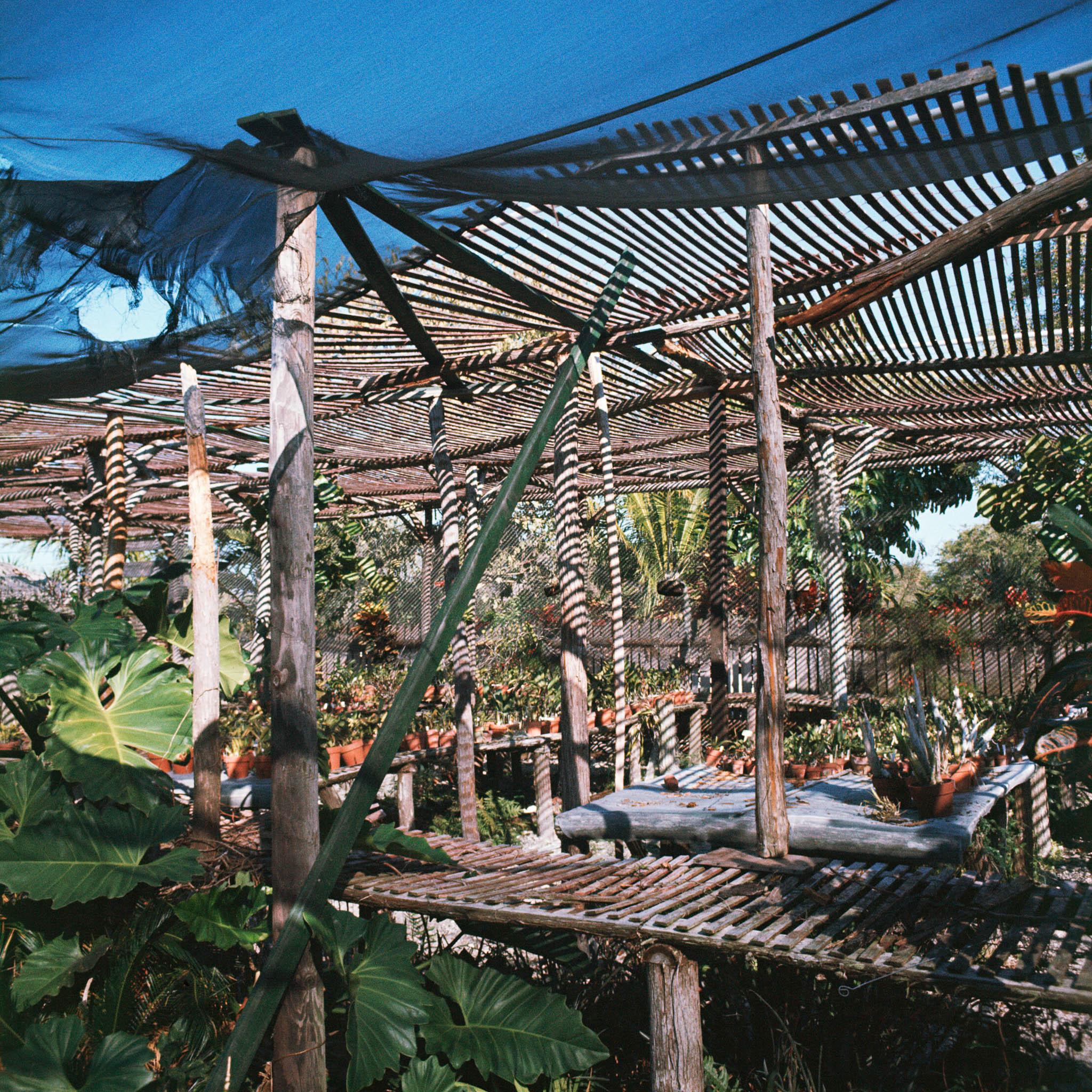 a garden of tropical plants covered with nets