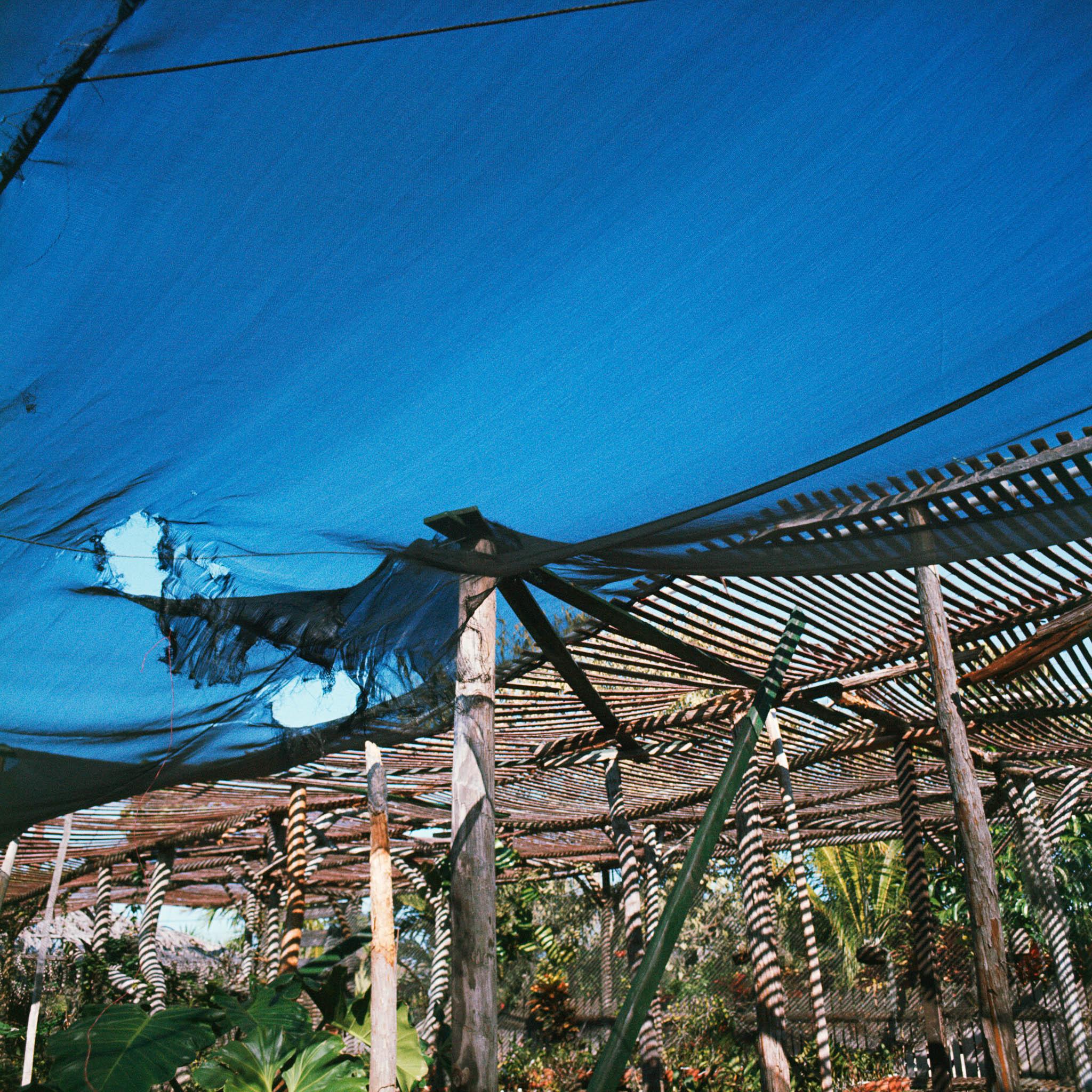 a garden of tropical plants covered with nets