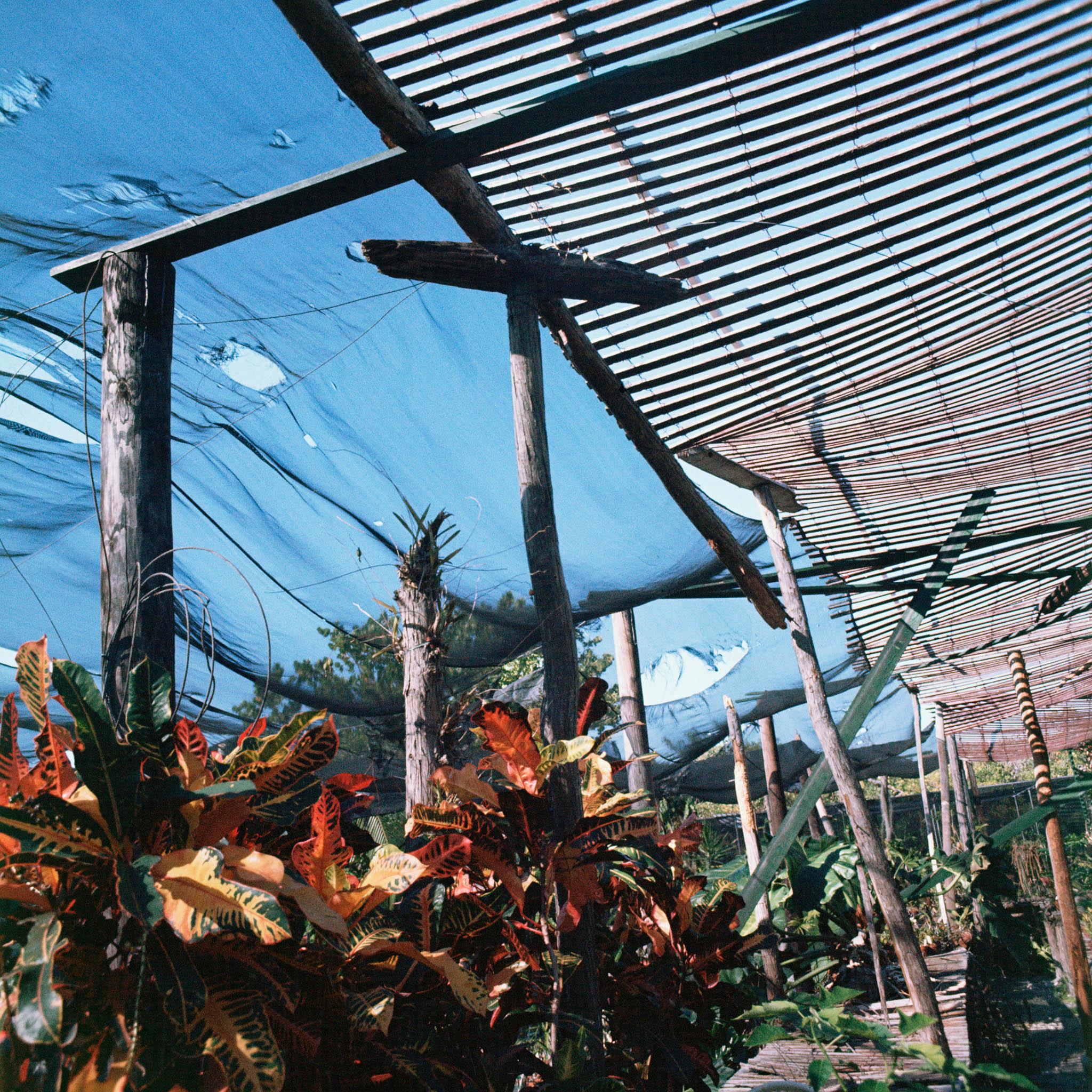 a garden of tropical plants covered with nets