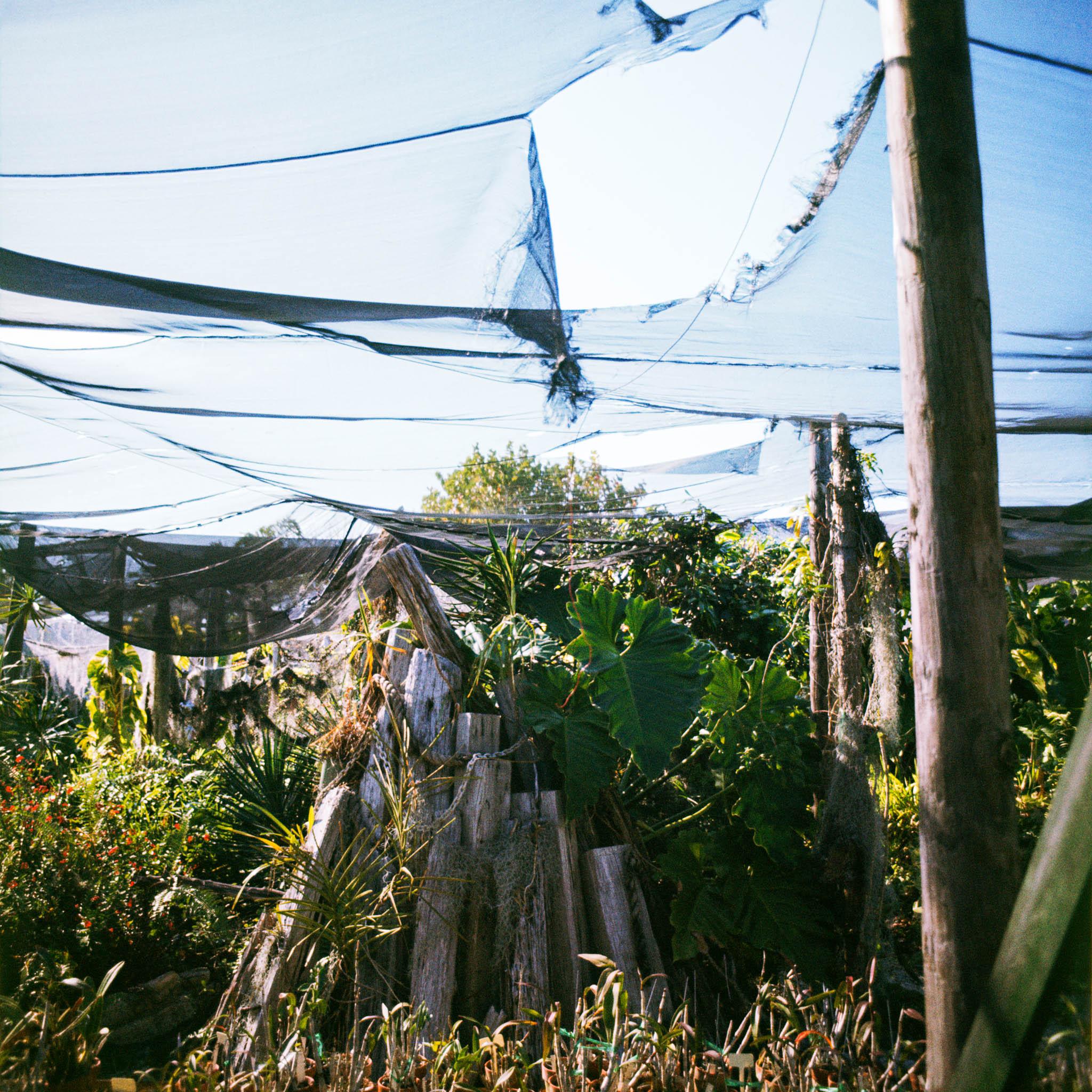 a garden of tropical plants covered with nets