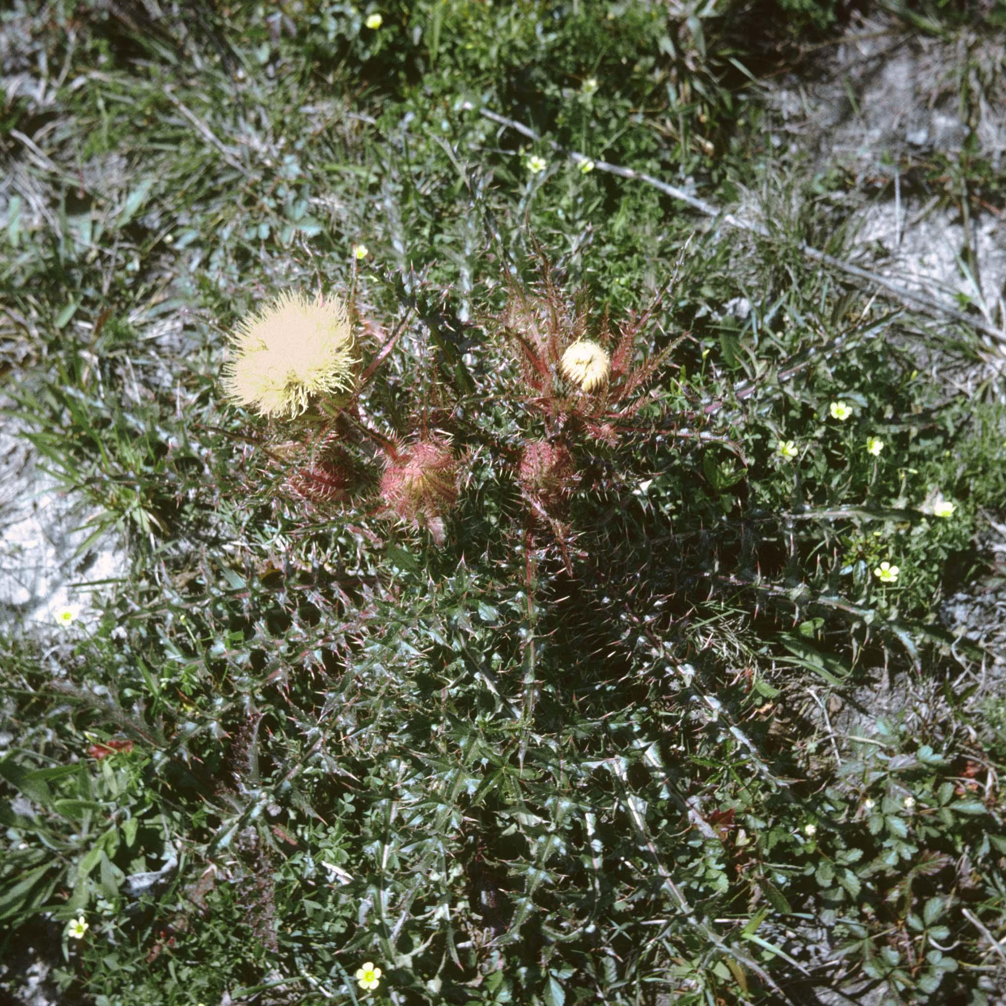 image of a thistle with a yellow flower
