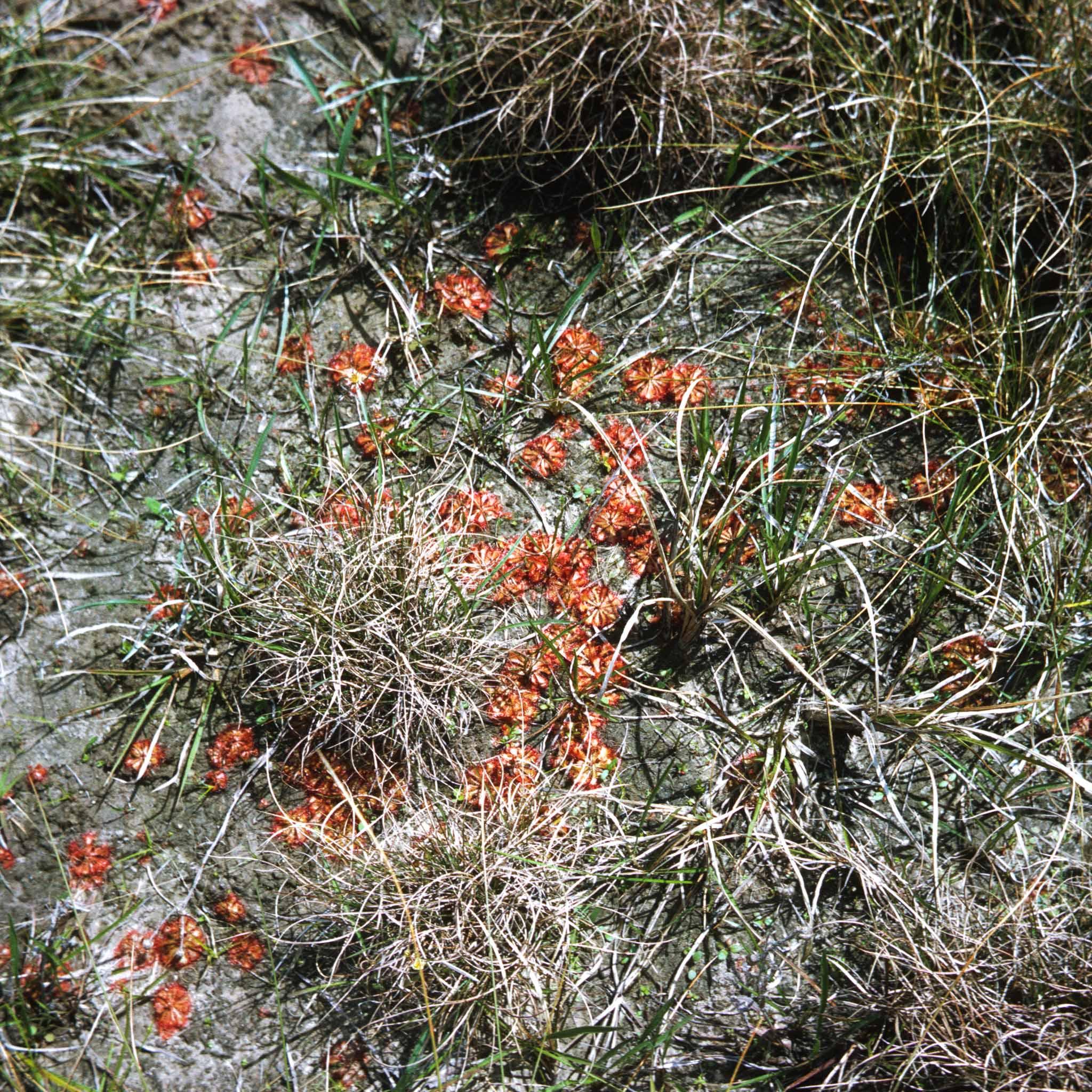 red and orange flowers growing in a dry landscape
